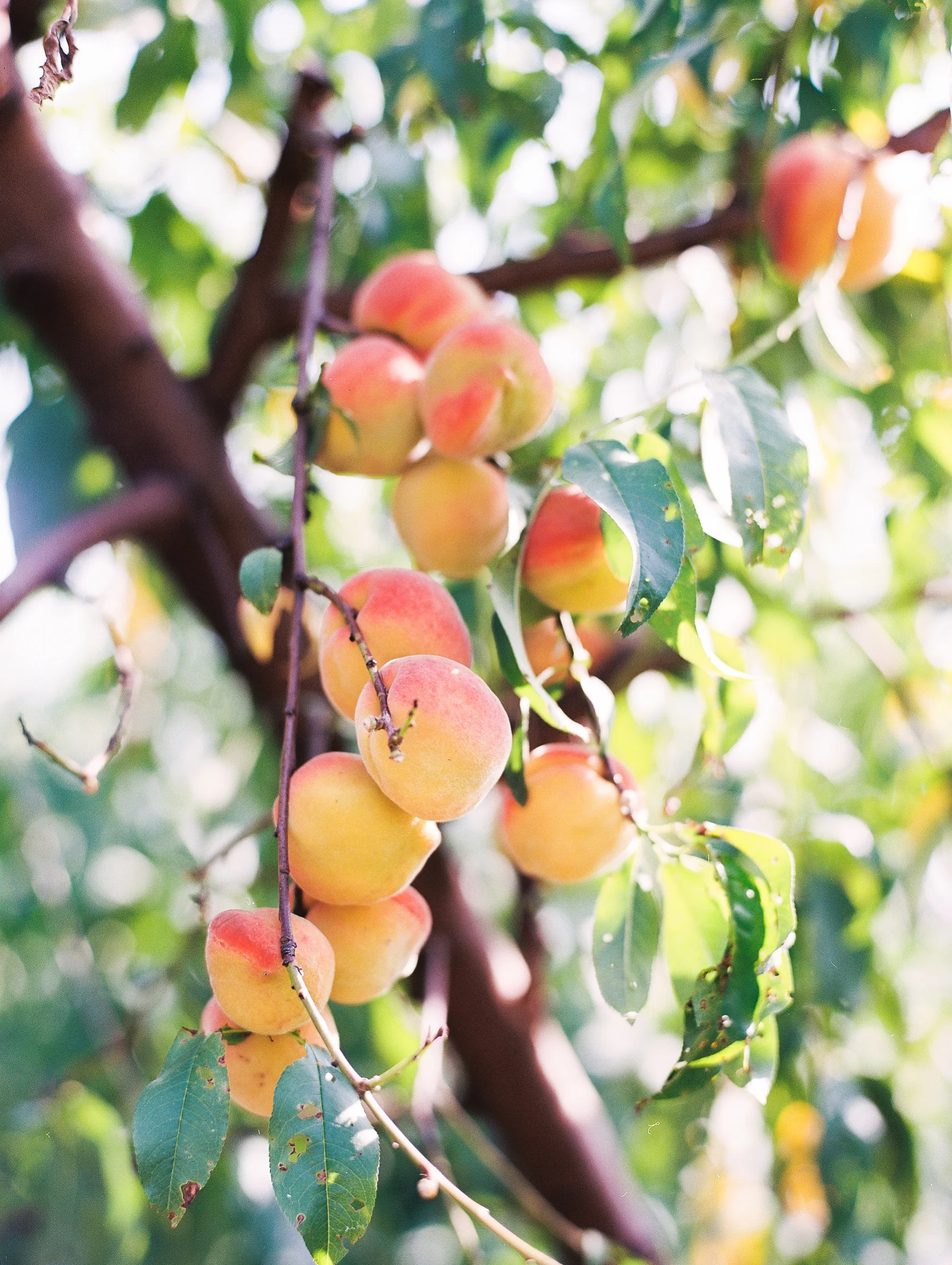 Peach-Orchard-Engagement-Session-Arkansas_0021.jpg