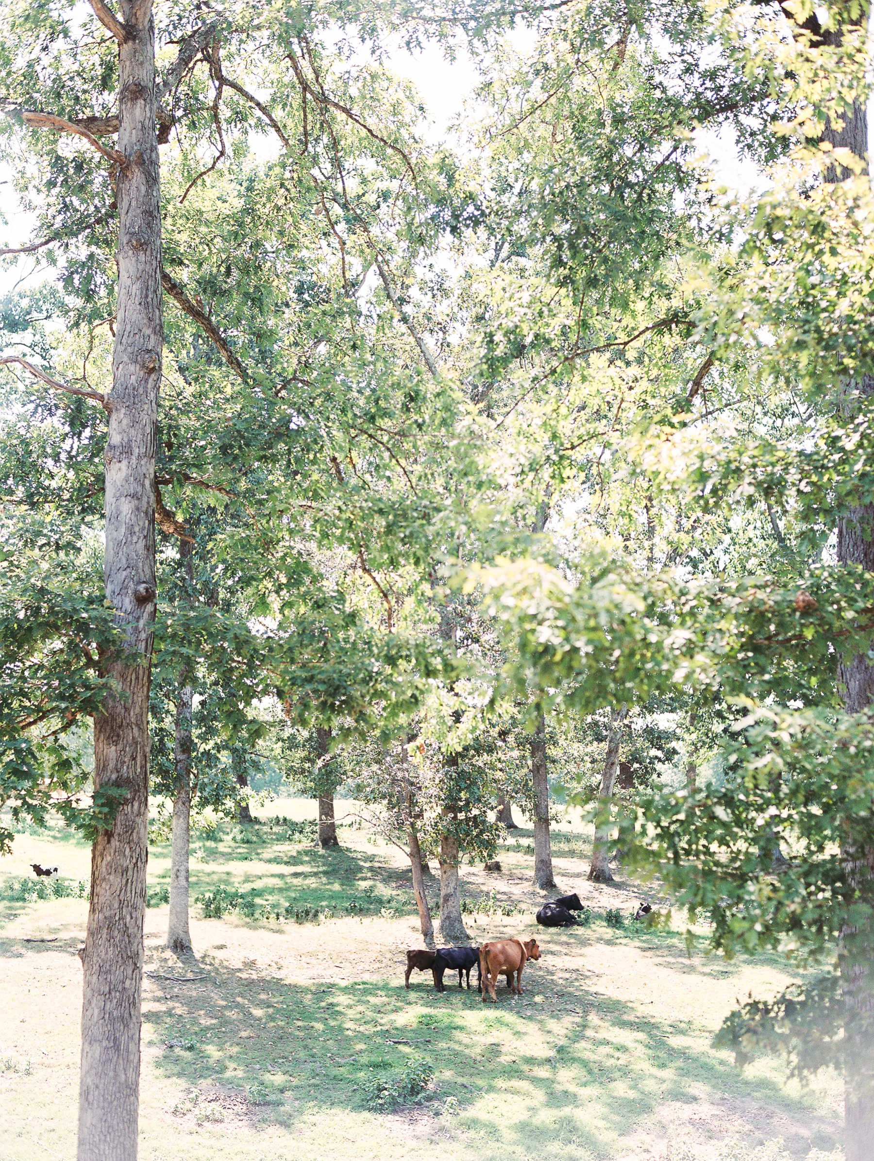 Barn at The Springs Wedding Arkansas Photographer_0390.jpg