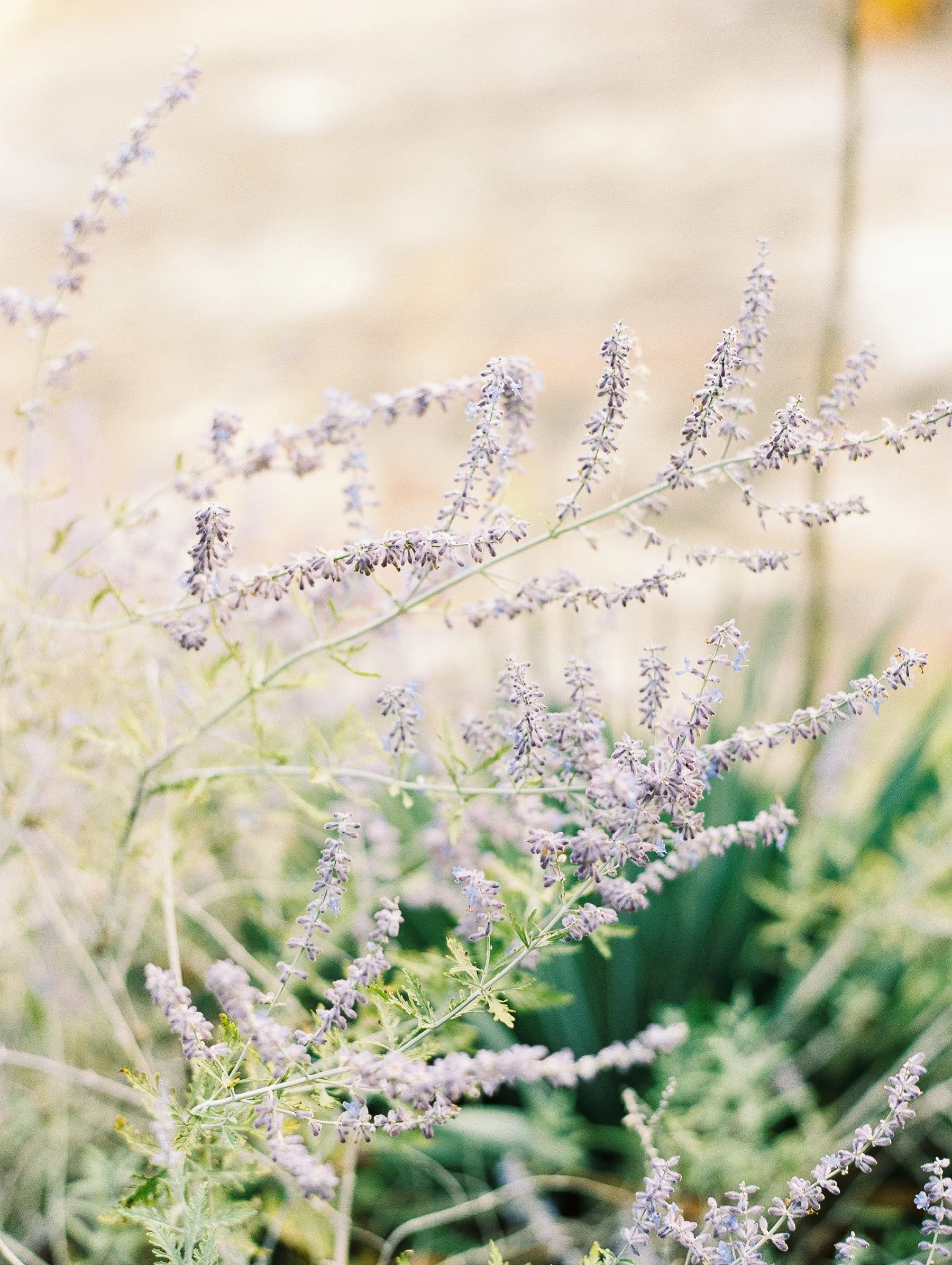 Vineyard Engagment Session_0312.jpg