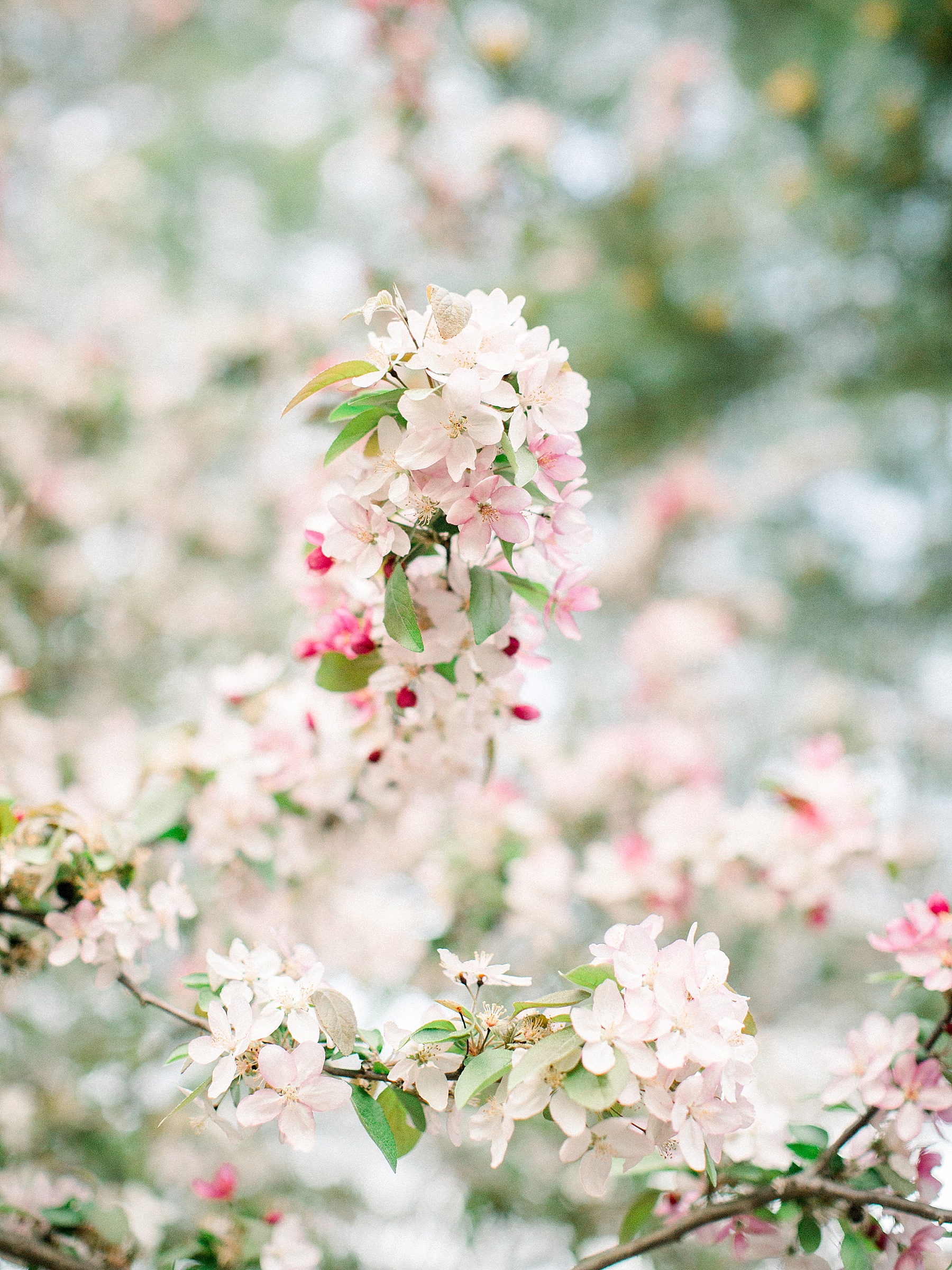 Garvan Gardens Wedding Arkansas_0250.jpg