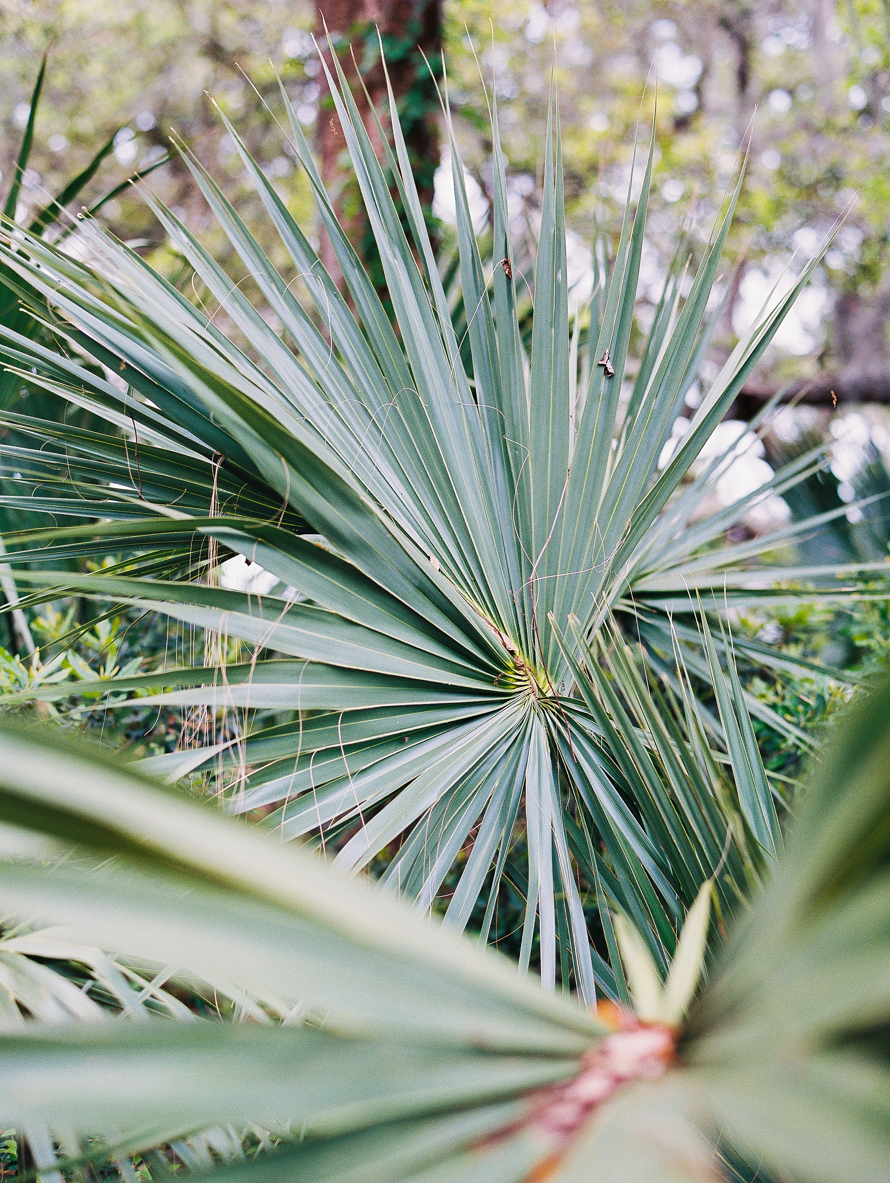 Charleston South Carolina Wedding Photographer_0270.jpg