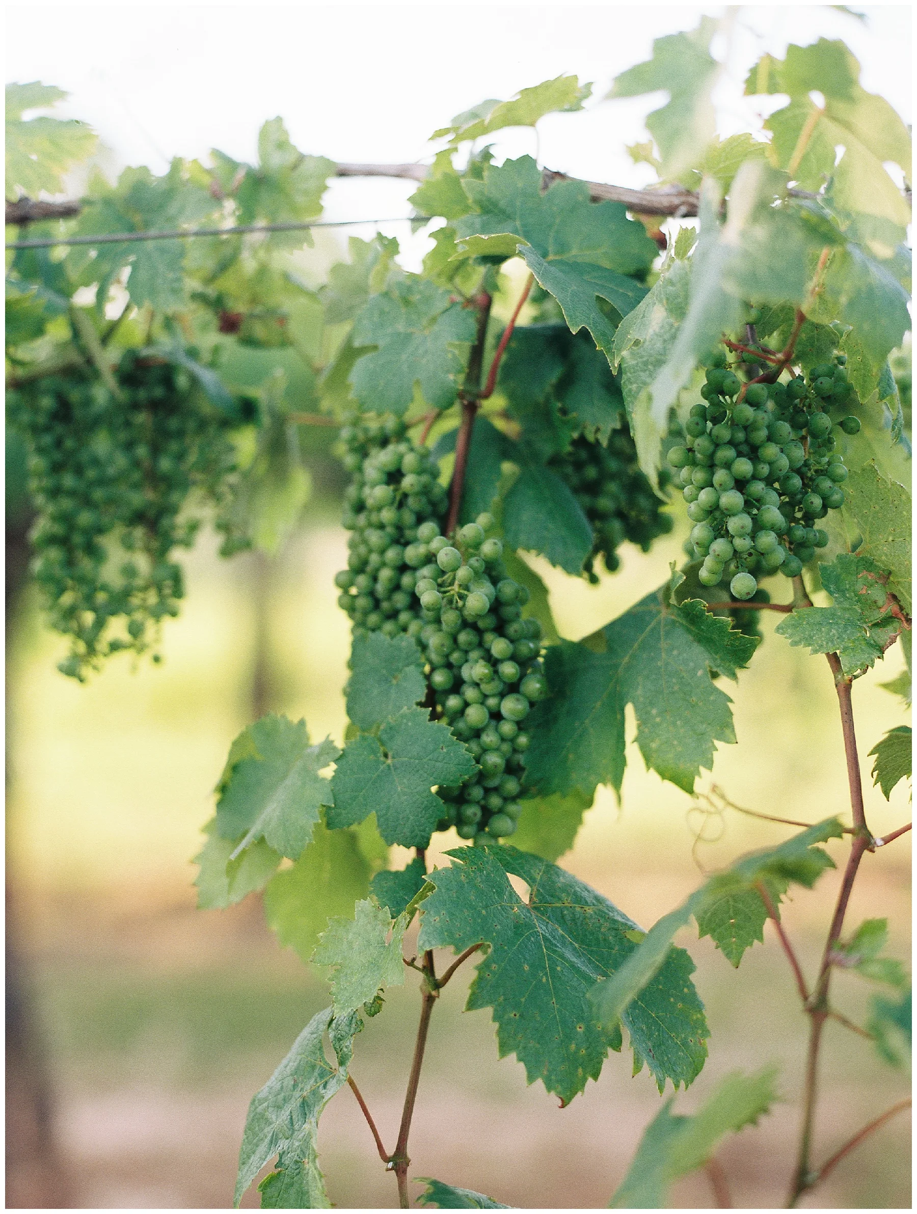 Vineyard Wedding engagement session_0057.jpg