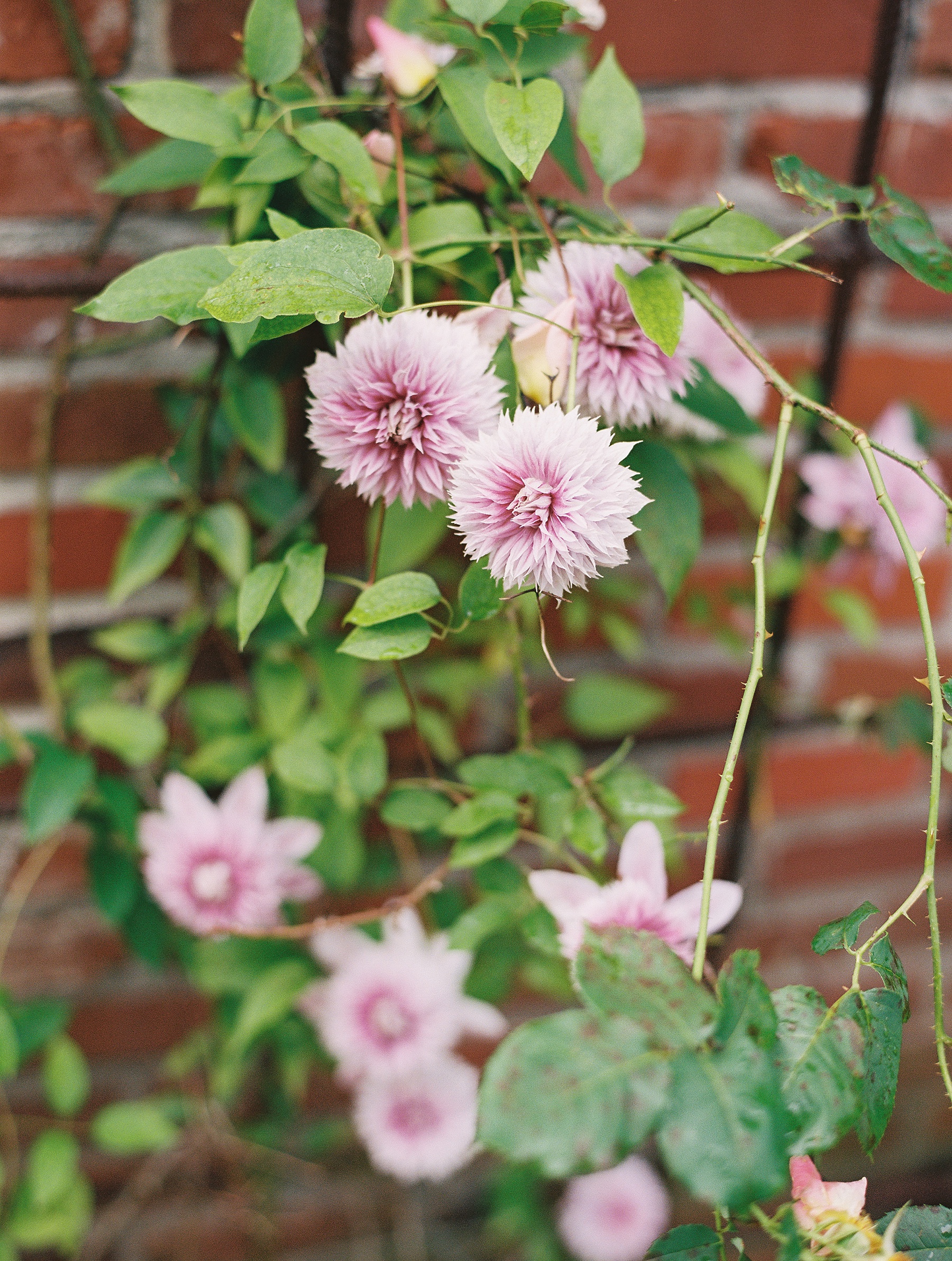 Hedge Farm Weddings Tennessee Wedding Photographer_0570.jpg