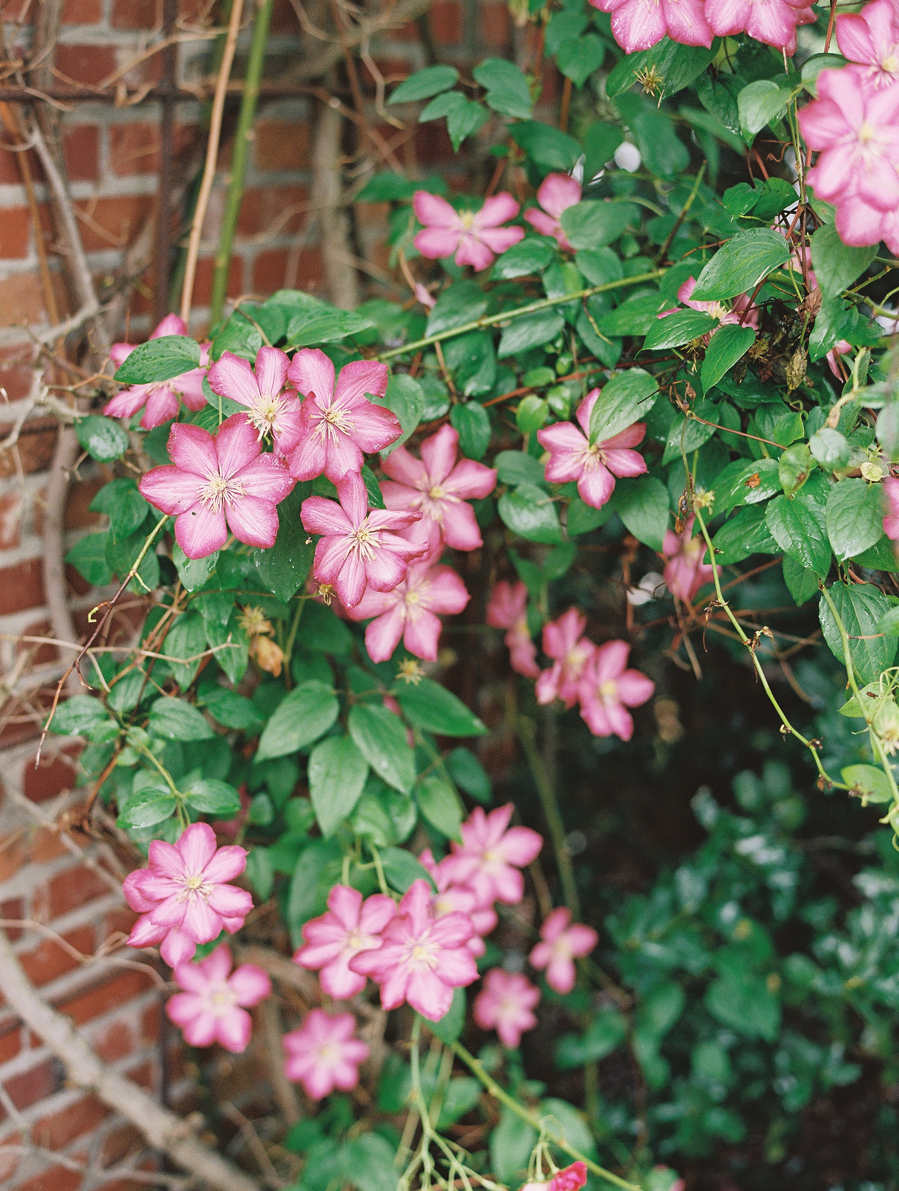 Hedge Farm Weddings Tennessee Wedding Photographer_0621.jpg