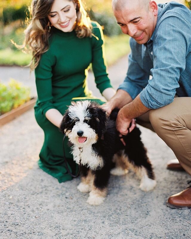 Many of our couples ask &lsquo;can we bring our dog to our session?&rsquo; Um yesss!!! Now I might sound like a little silly trying to get your sweet pups to look at me while taking photos but yes of course!! Meet Waffles, Marisa and Craig&rsquo;s precious baby. In love with their beautiful engagement session at @mossmountainfarm with @bellabaxterevents Cannot wait for they&rsquo;re wedding day. Also, green dresses for engagement session ... so good! That emerald is stunning.