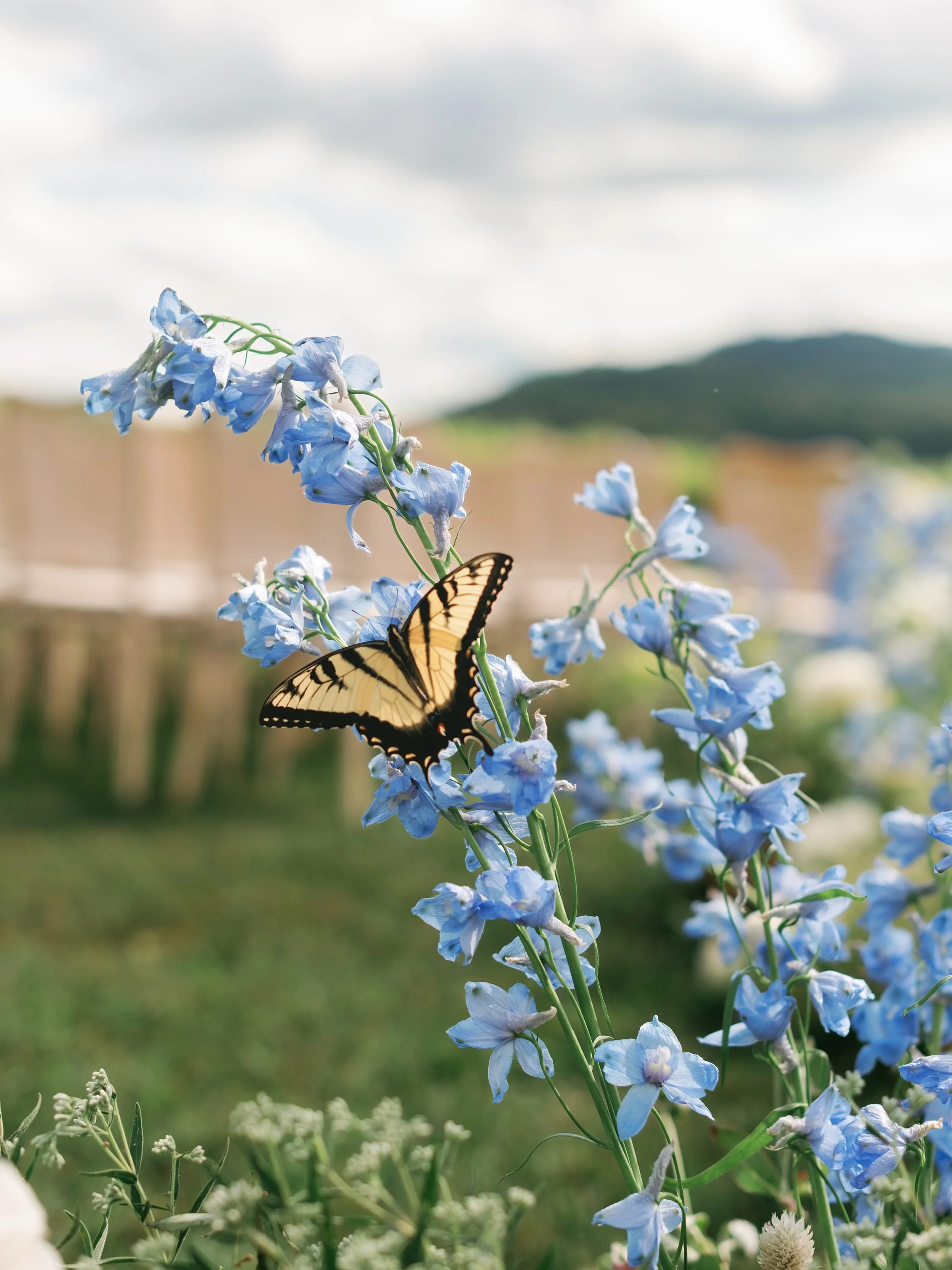 Kaitlyn and Cameron Pippin Hill002.jpg