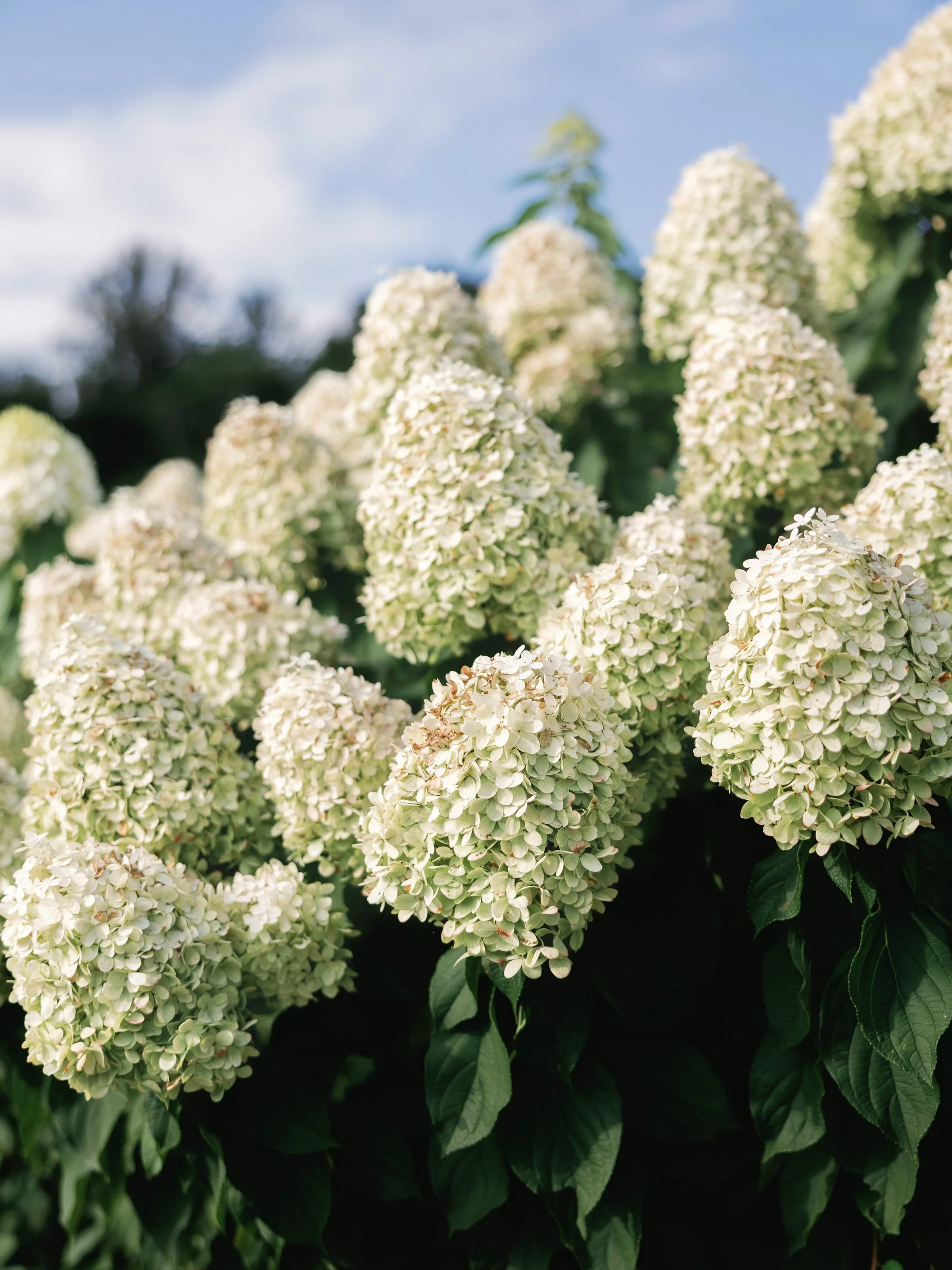 Kaitlyn and Cameron Pippin Hill055.jpg