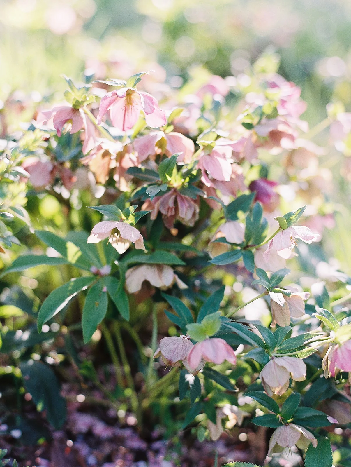 Mallory Family 2021-89.jpg