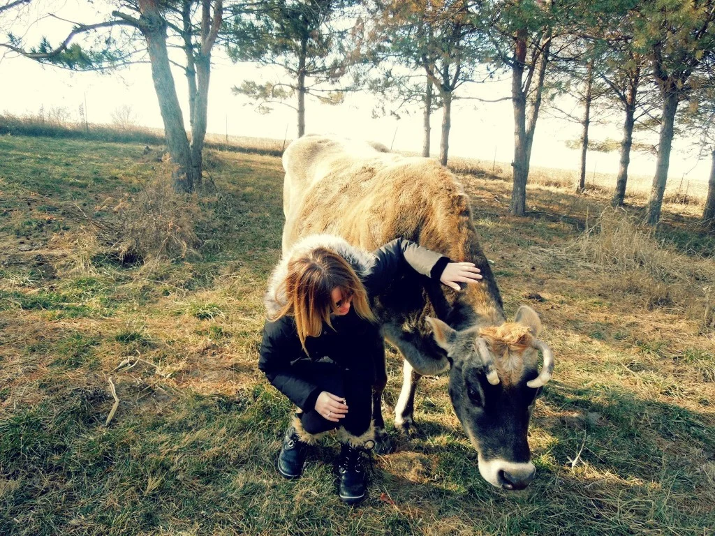 Cow-1024x768.jpg