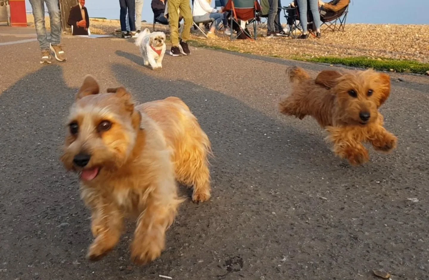 #bestdogphotoever #happypuppies 🤩😍🐶❤️🐶😍😍