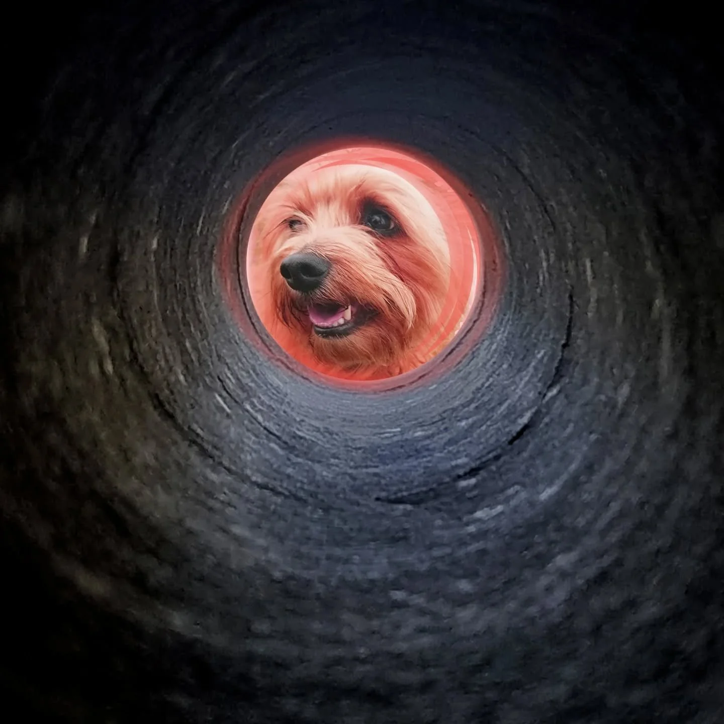 Hey Gorgeous Gang, as you may know it's a Total Blood Moon Lunar Eclipse tonight!! The Full Moon turns Deep Red! Just like this 👆 🌕 🐶 ❤️
Happy Full Moon 🎑 xxx 
&quot;A rare total lunar eclipse &ldquo;blood moon&rdquo; will take place on Sunday ni