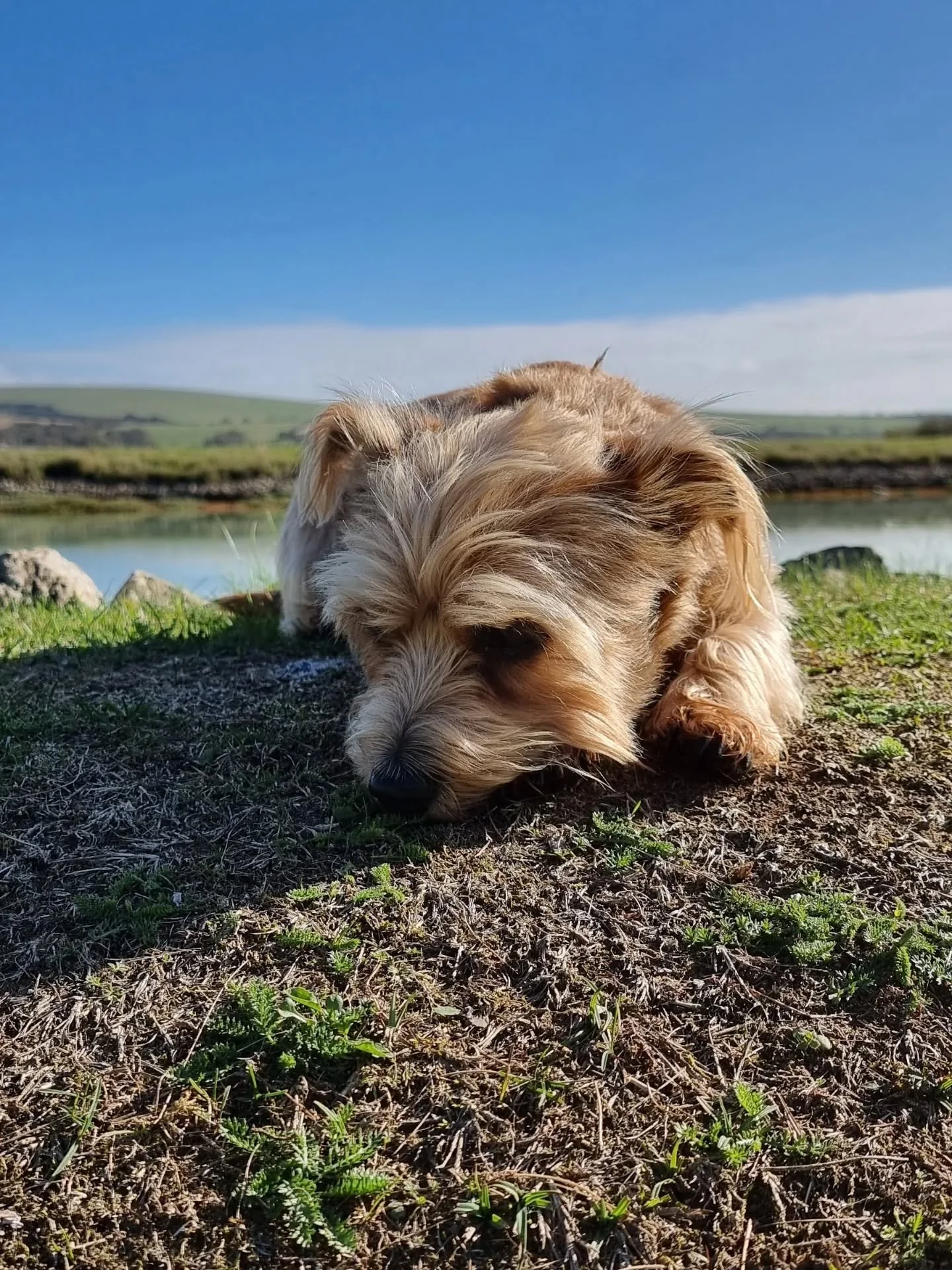 My heart &hearts;️ goes out to this beautiful soul 🐶😍❤️😍 and to these absolutely beautiful mornings!!
#SimpleThingsMakeMeHappy
#iLoveMyDog
#Piddinghoe
#LoveLifeLoveNature
#NatureMakesMeHappy
#LoveTheCountryside
❤️❤️❤️