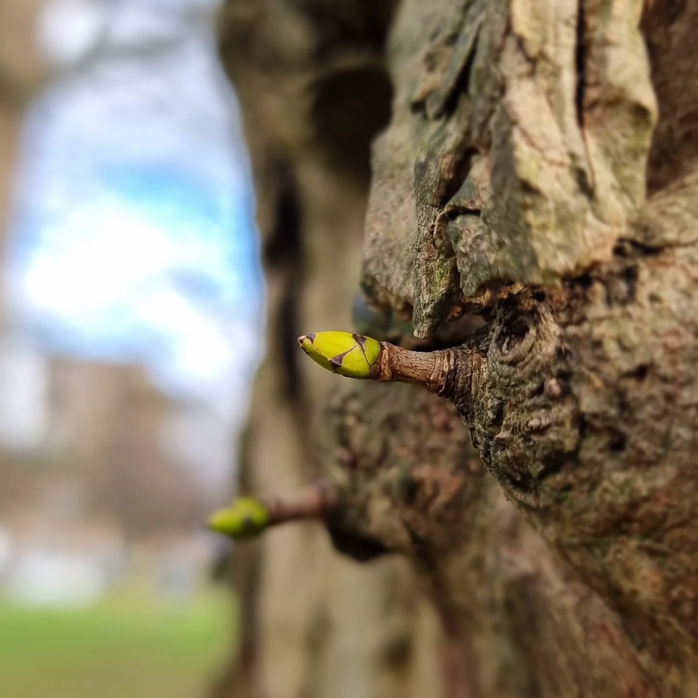 🌱💚🌱 Happy Imbolc 🌱💚🌱