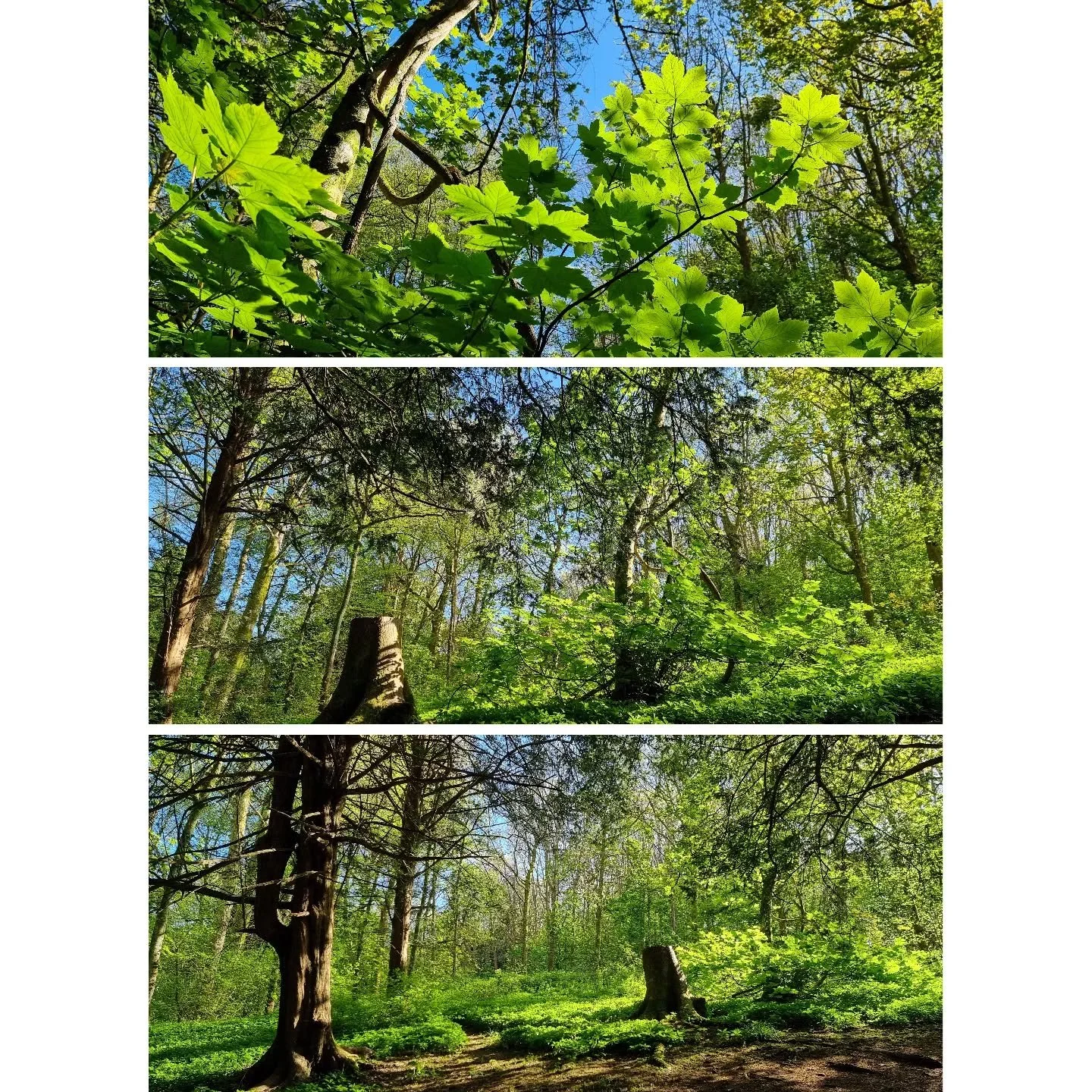 #Spring #StamnerPark Sooooooo lush!!! 💚💚💚💚💚💚💚💚💚