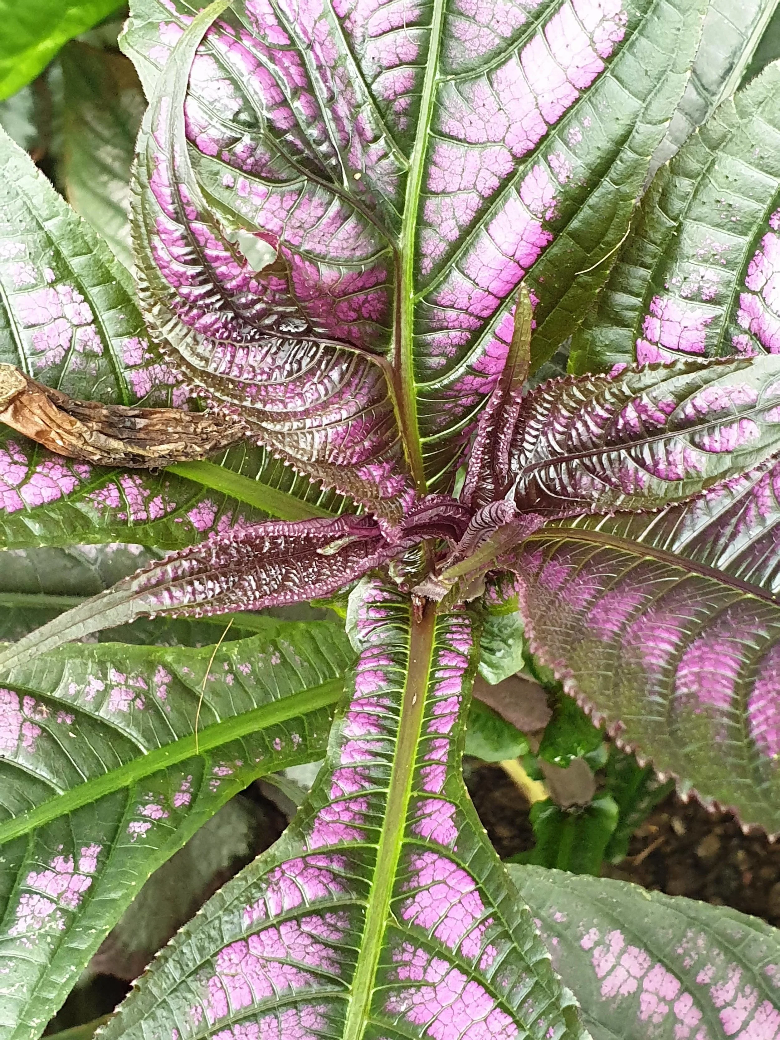 20180819_161301.jpg