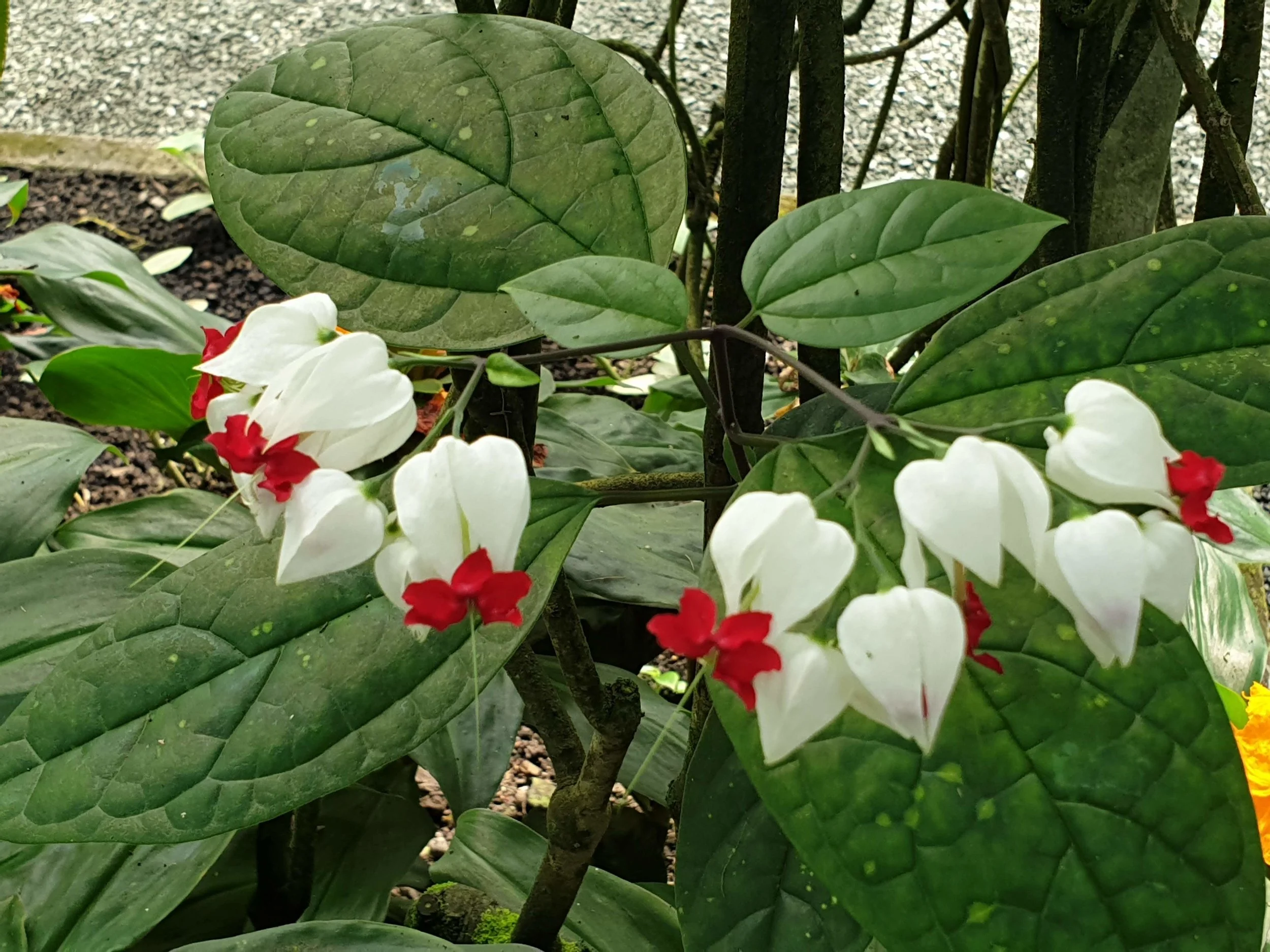20180819_161440.jpg