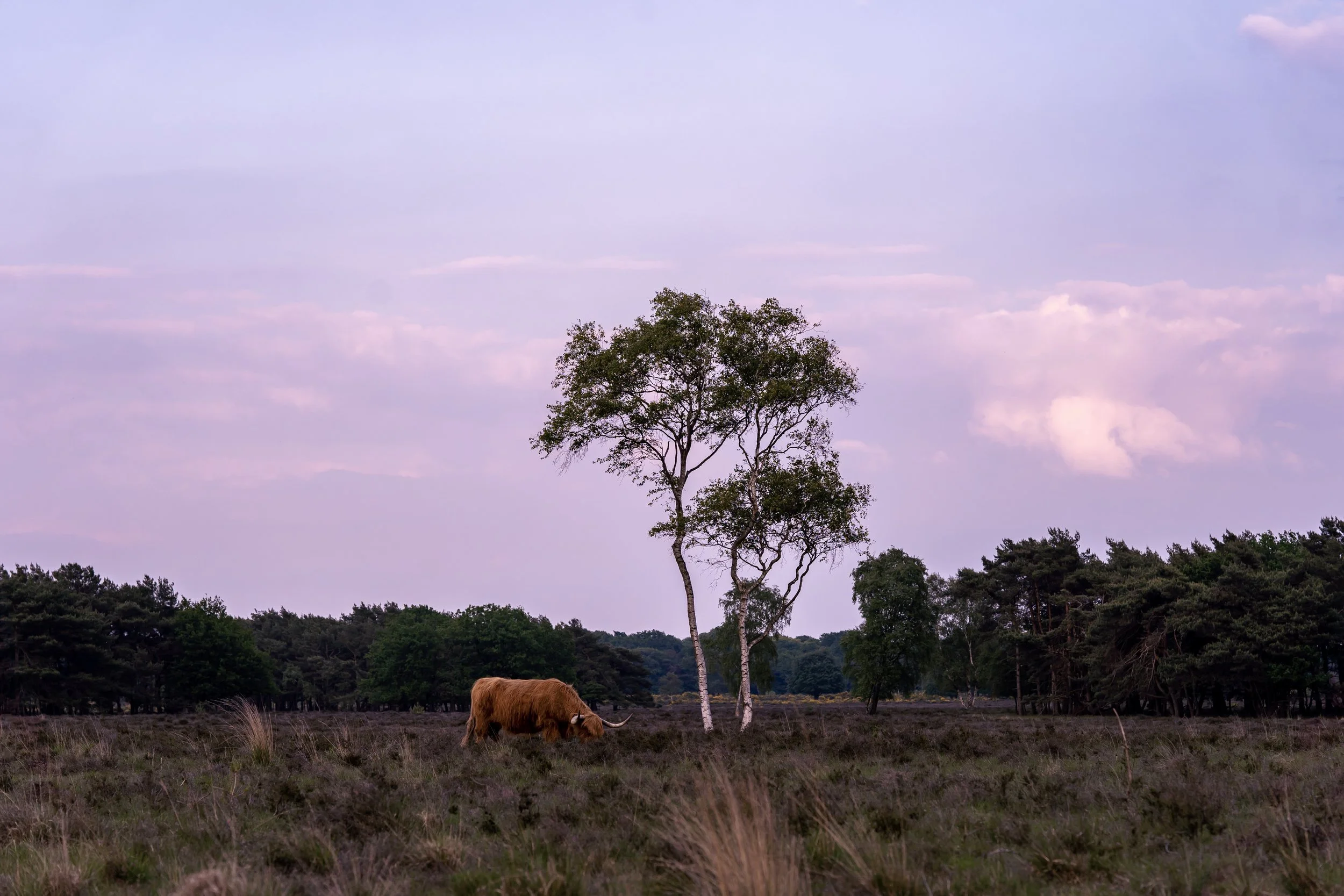 Cows In The Heath