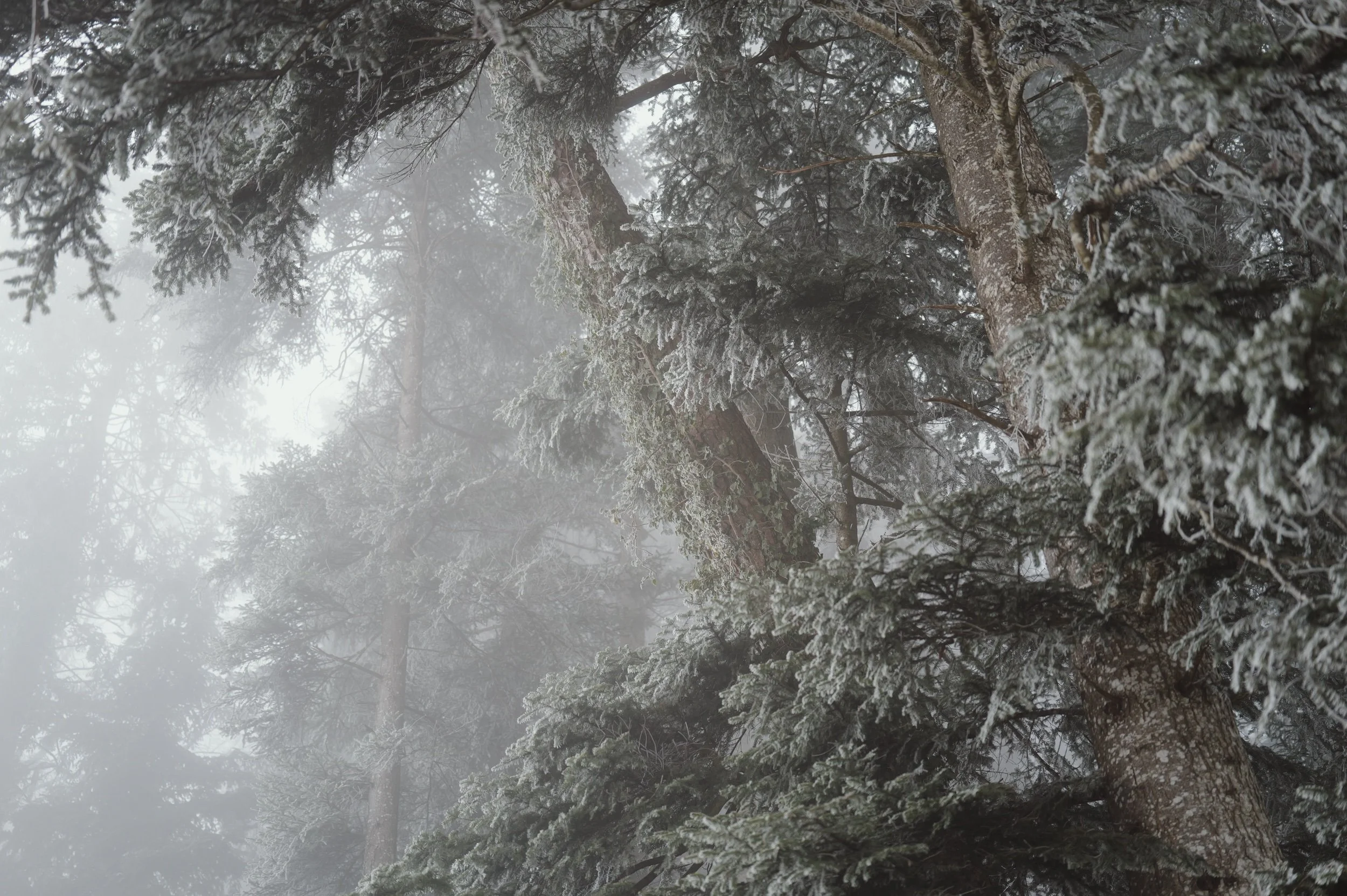 Fog &amp; Forest