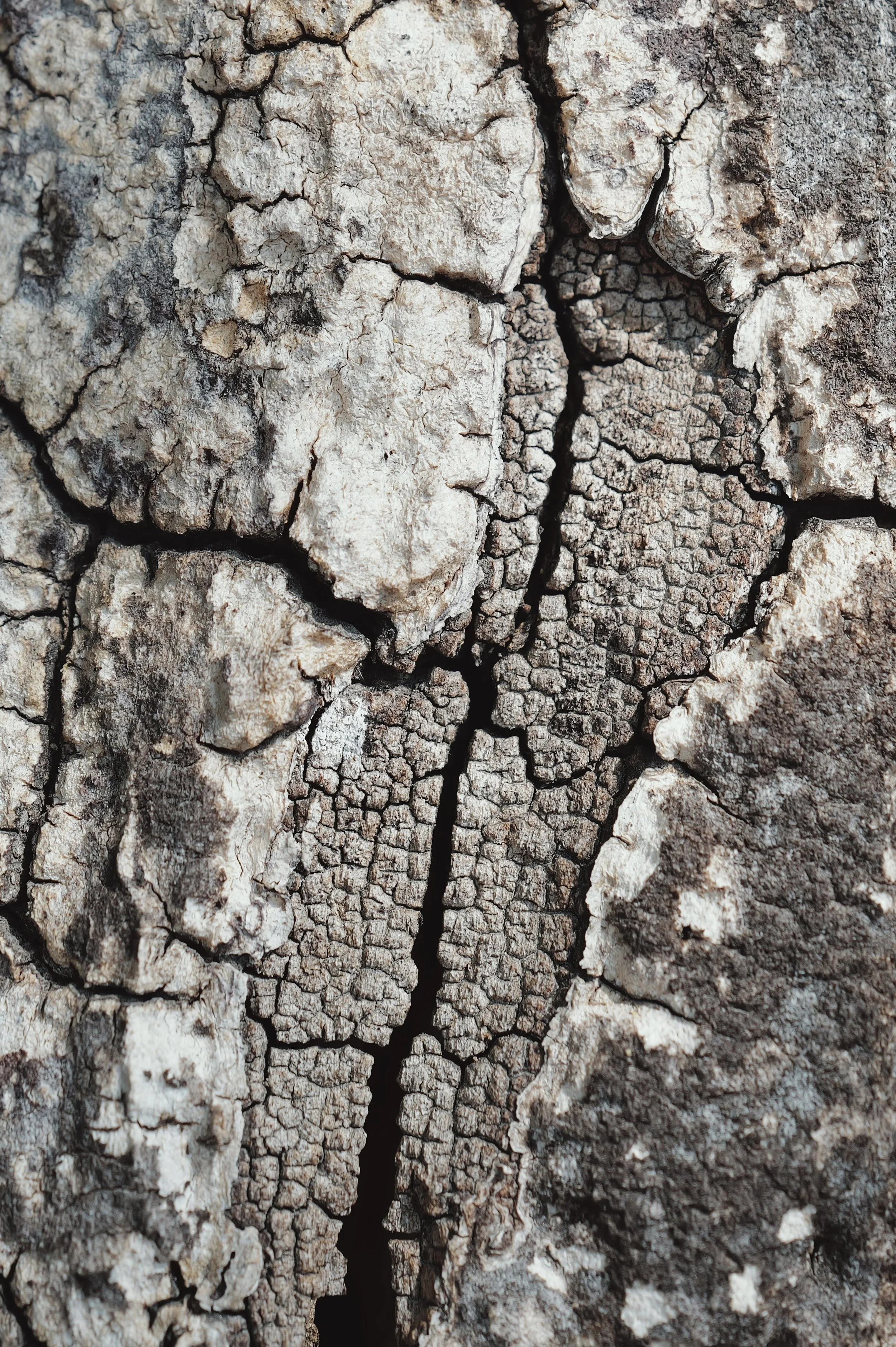 Bark