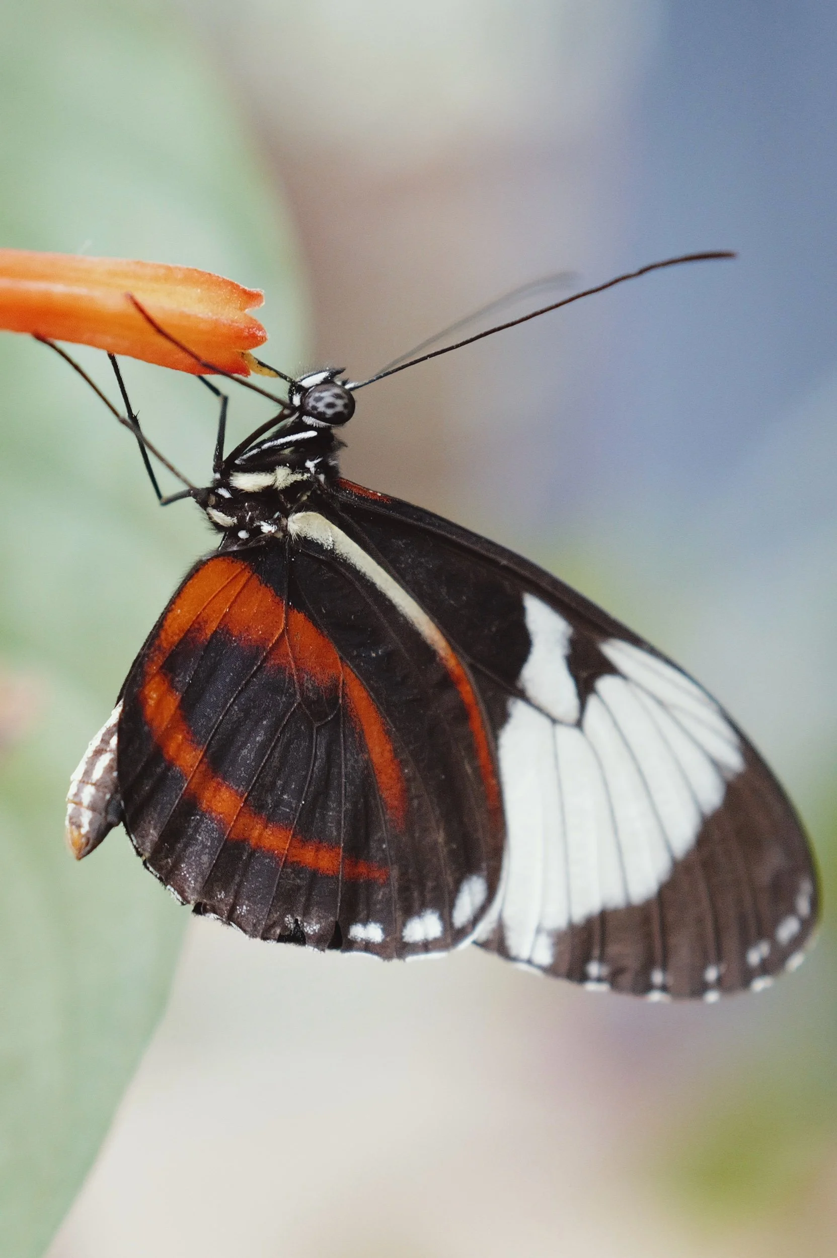 Papiliorama