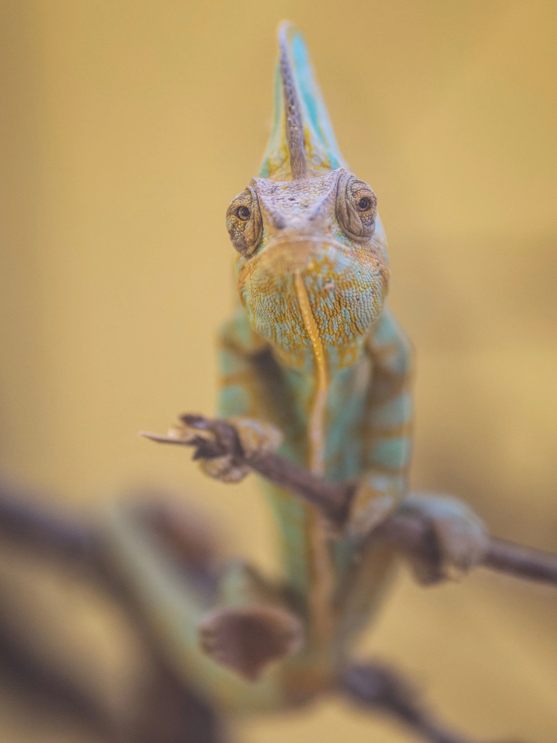 Chameleon