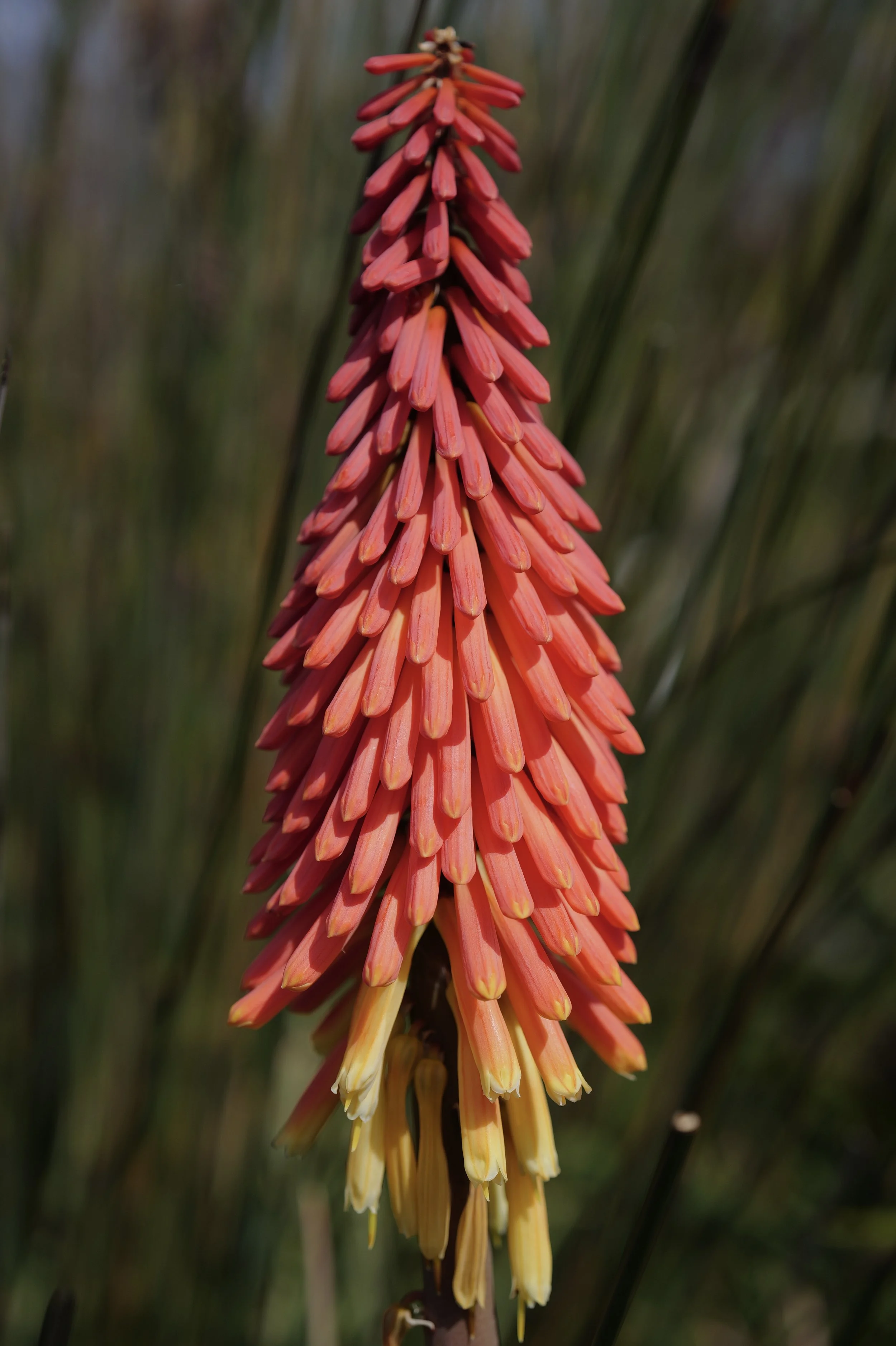 More Isole Di Brissago