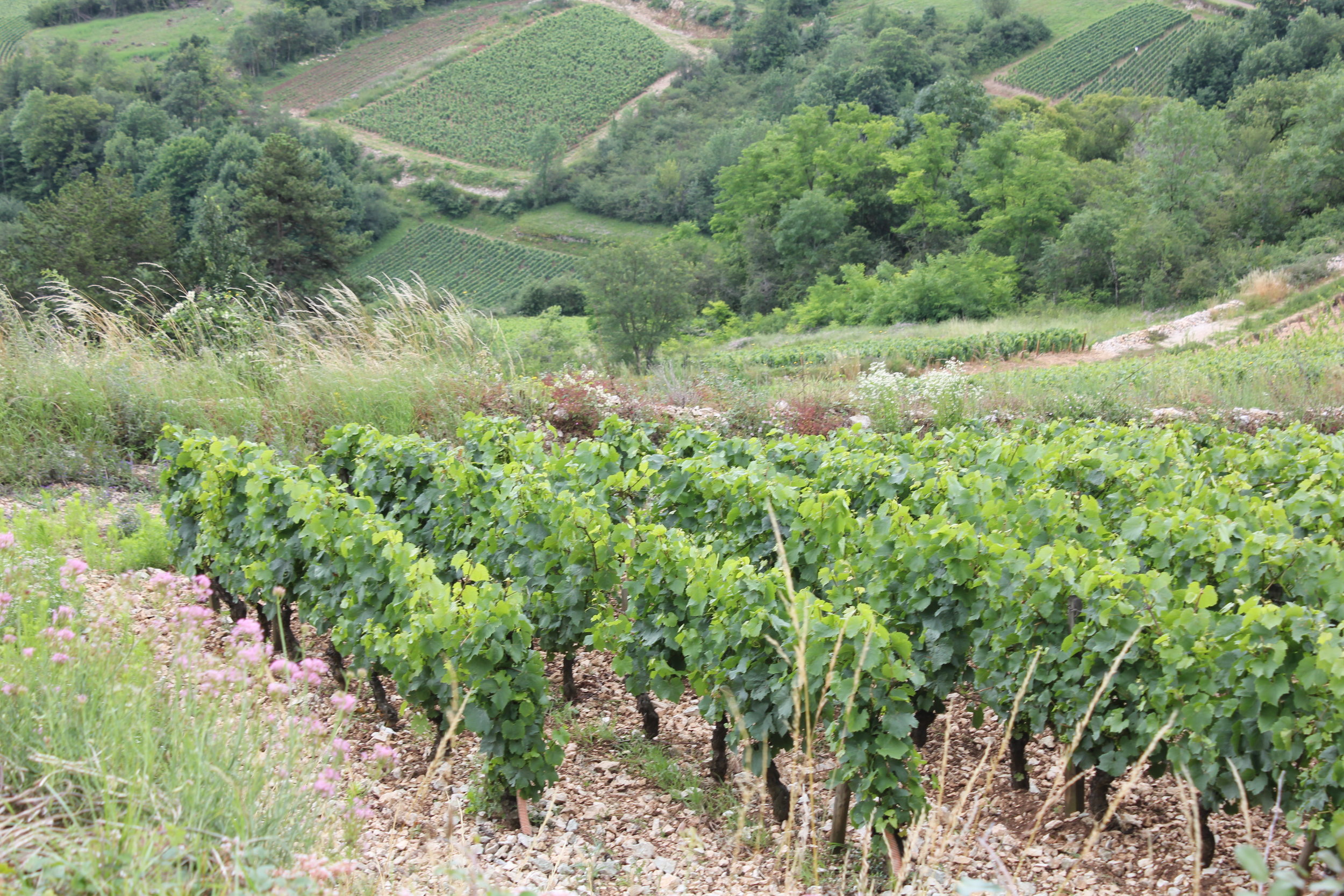 vineyards_1