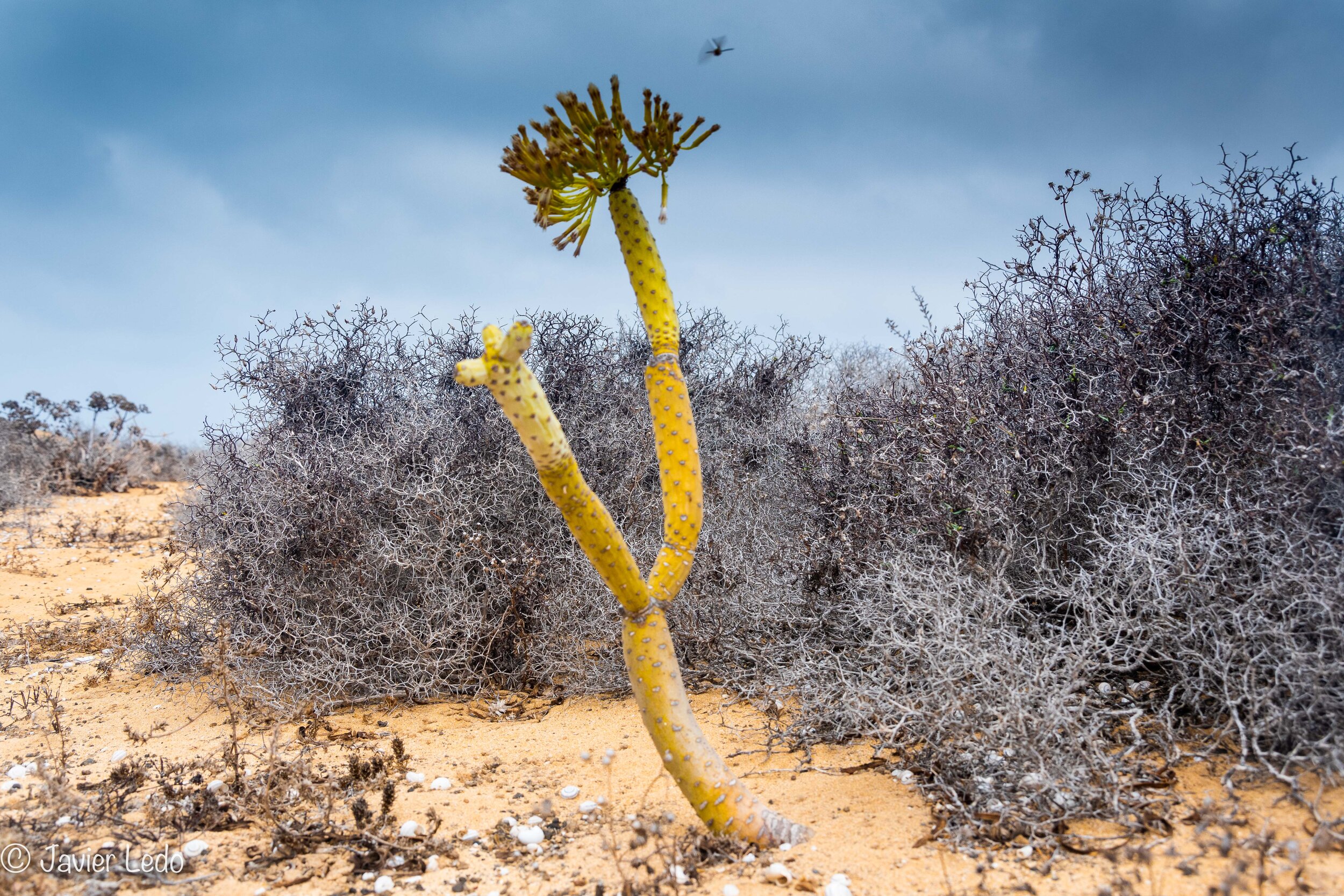 La Graciosa