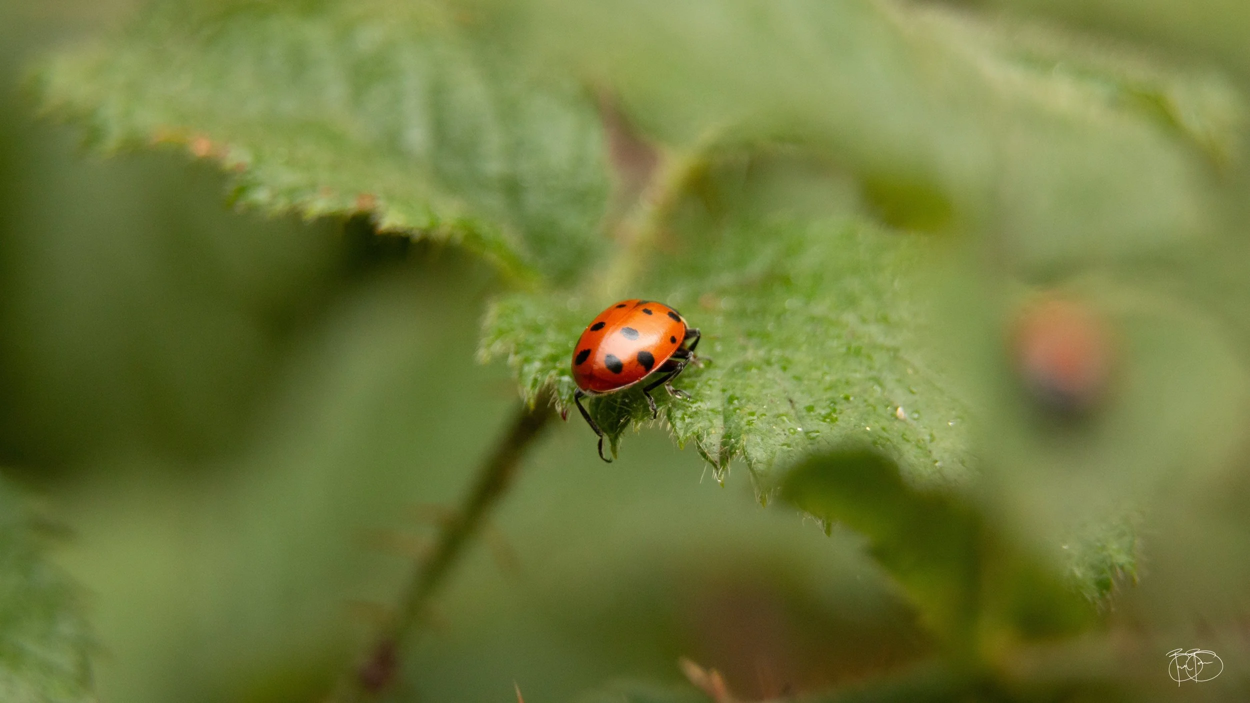 2025_Redwood_Ladybug_signed.jpg