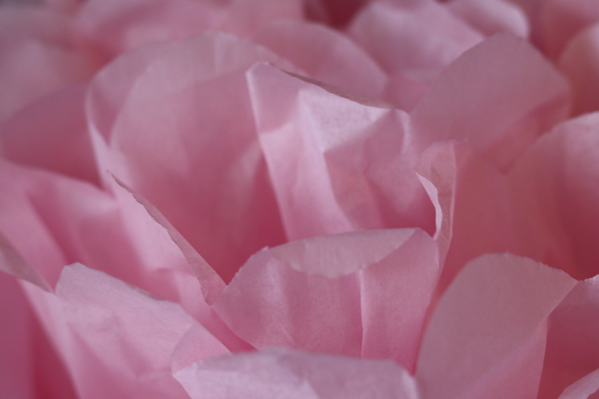 RTR pink tissue flower.JPG