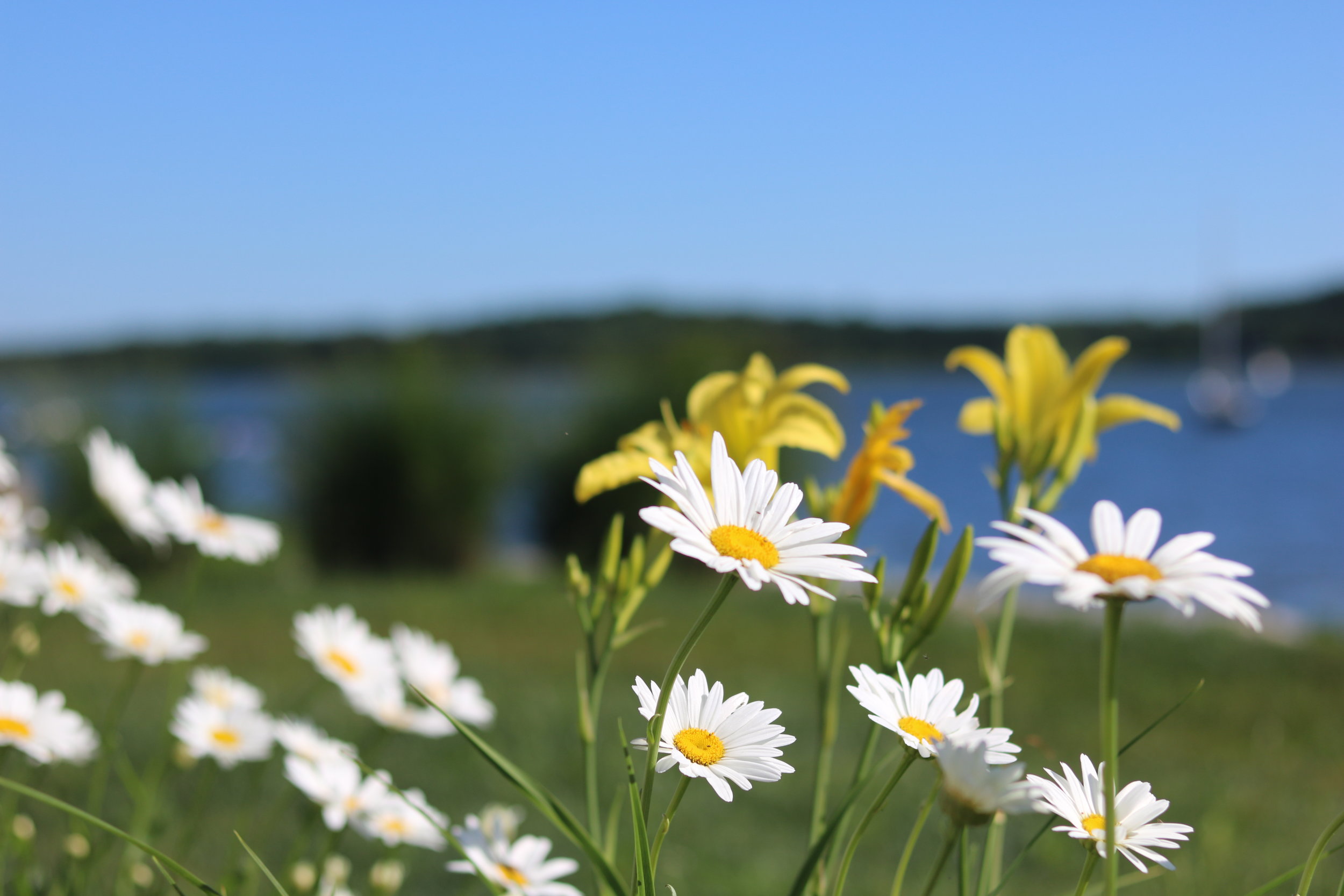 Daisies in Bristol.JPG