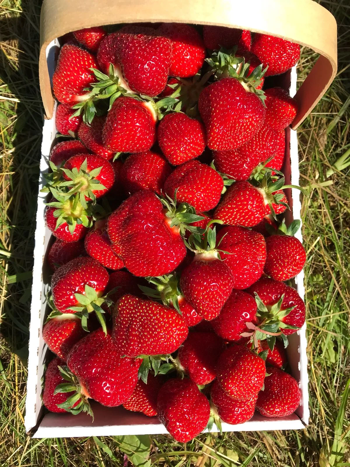 Strawberries.jpg