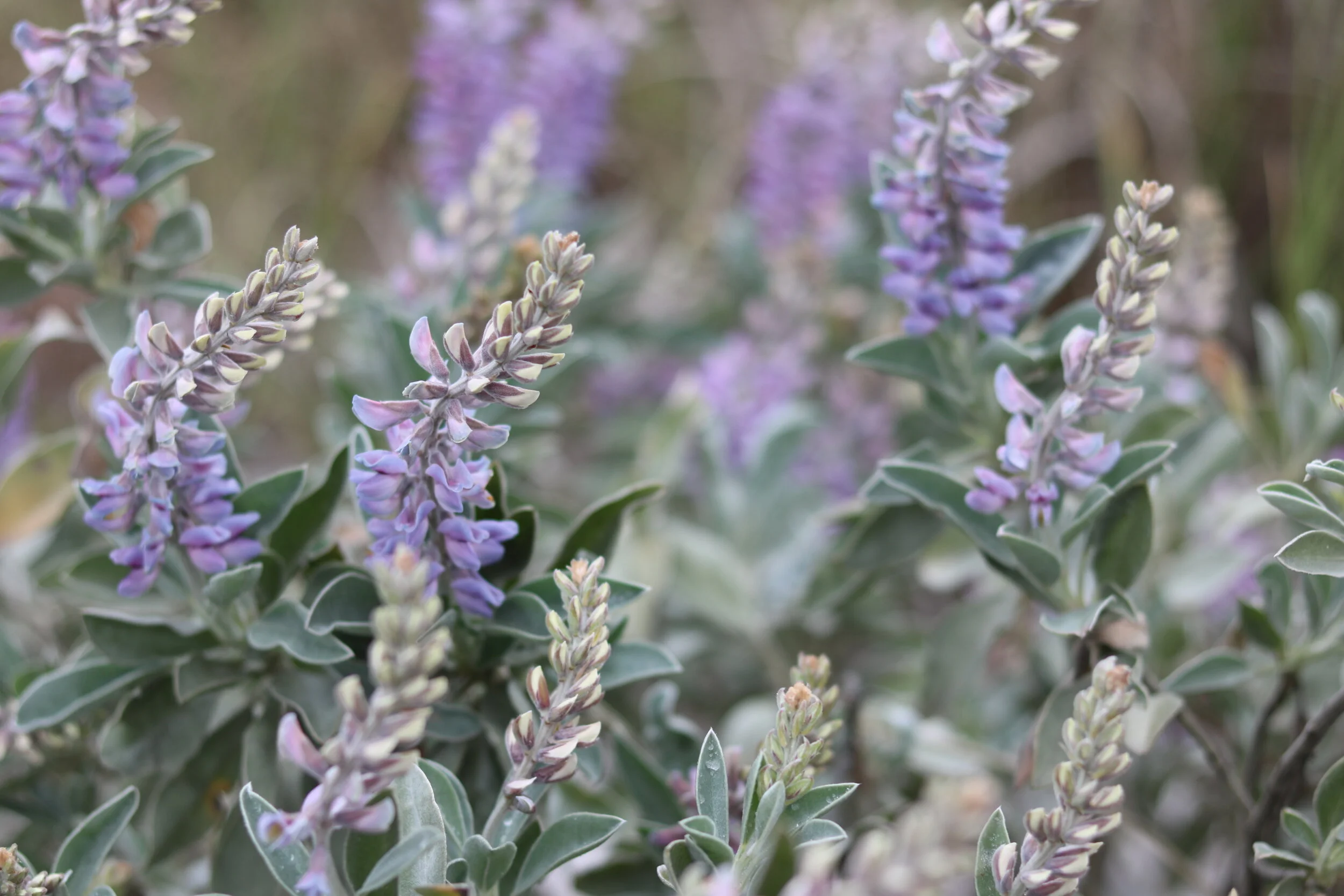 Beach Lavendar.JPG