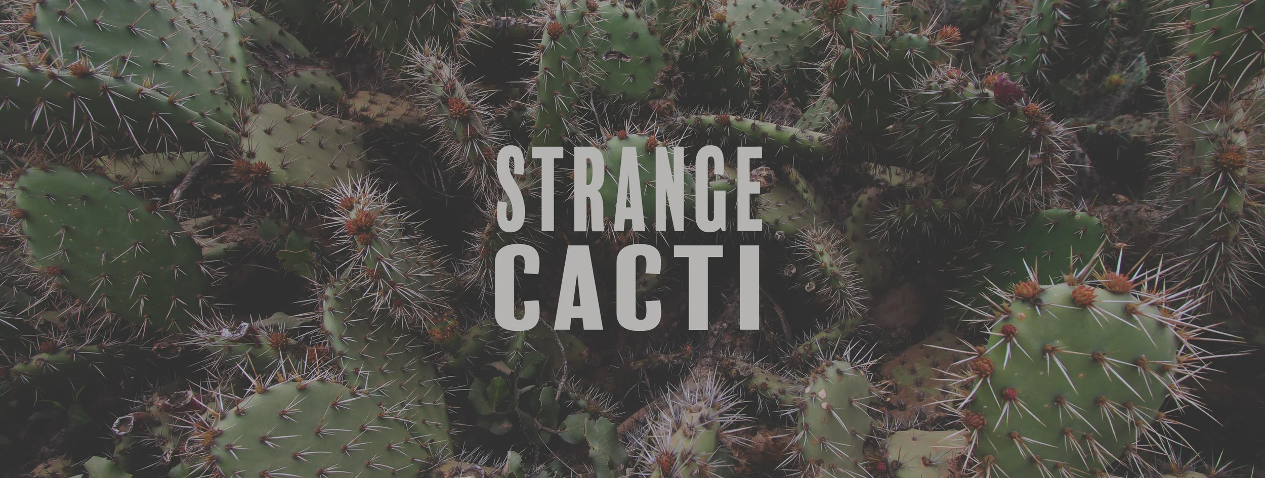 STRANGE CACTI short.jpg