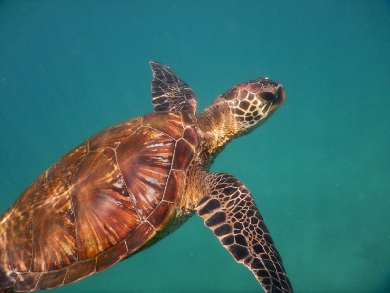 Turtle 4-3.jpg