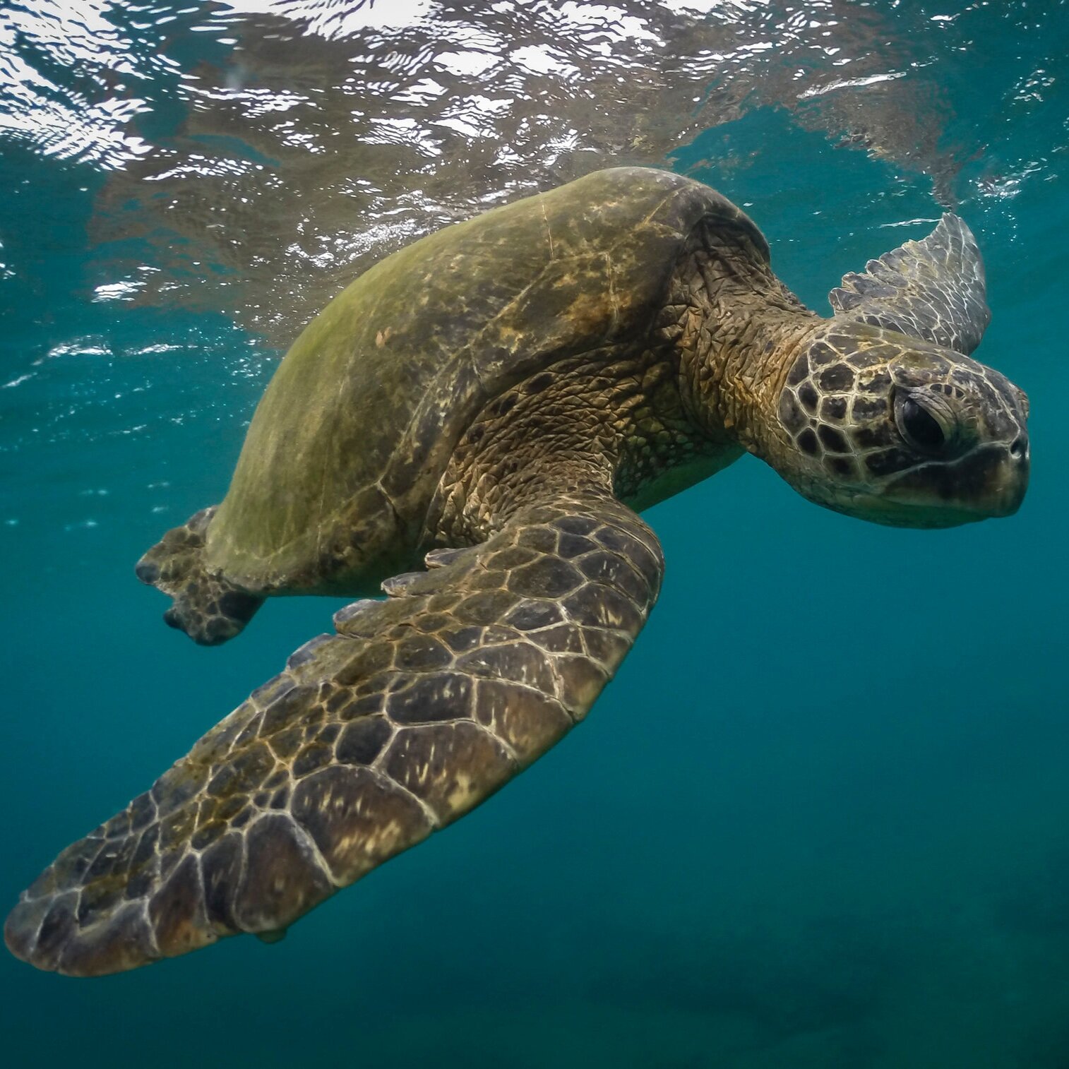 Stewart - Kamaole Nalu