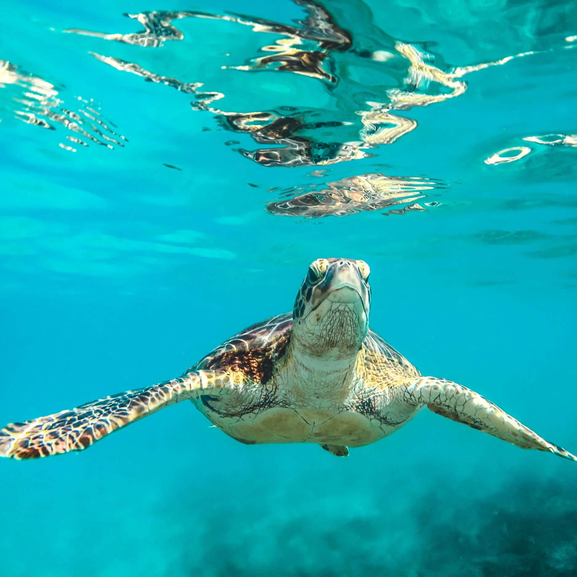 Laureen - Kamaole Nalu