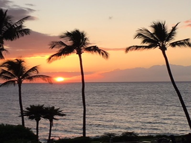 sunset with palms.jpg