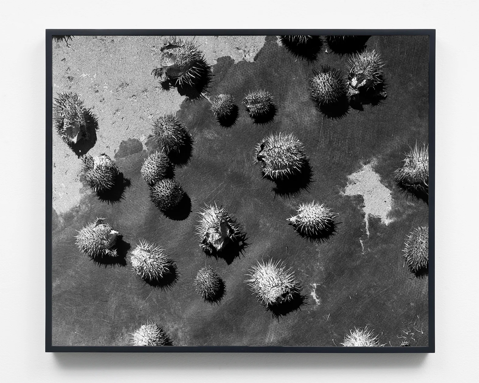 Seeds, 19 1/8 x 23 3/8, Selenium toned silver gelatin print, 2018. 