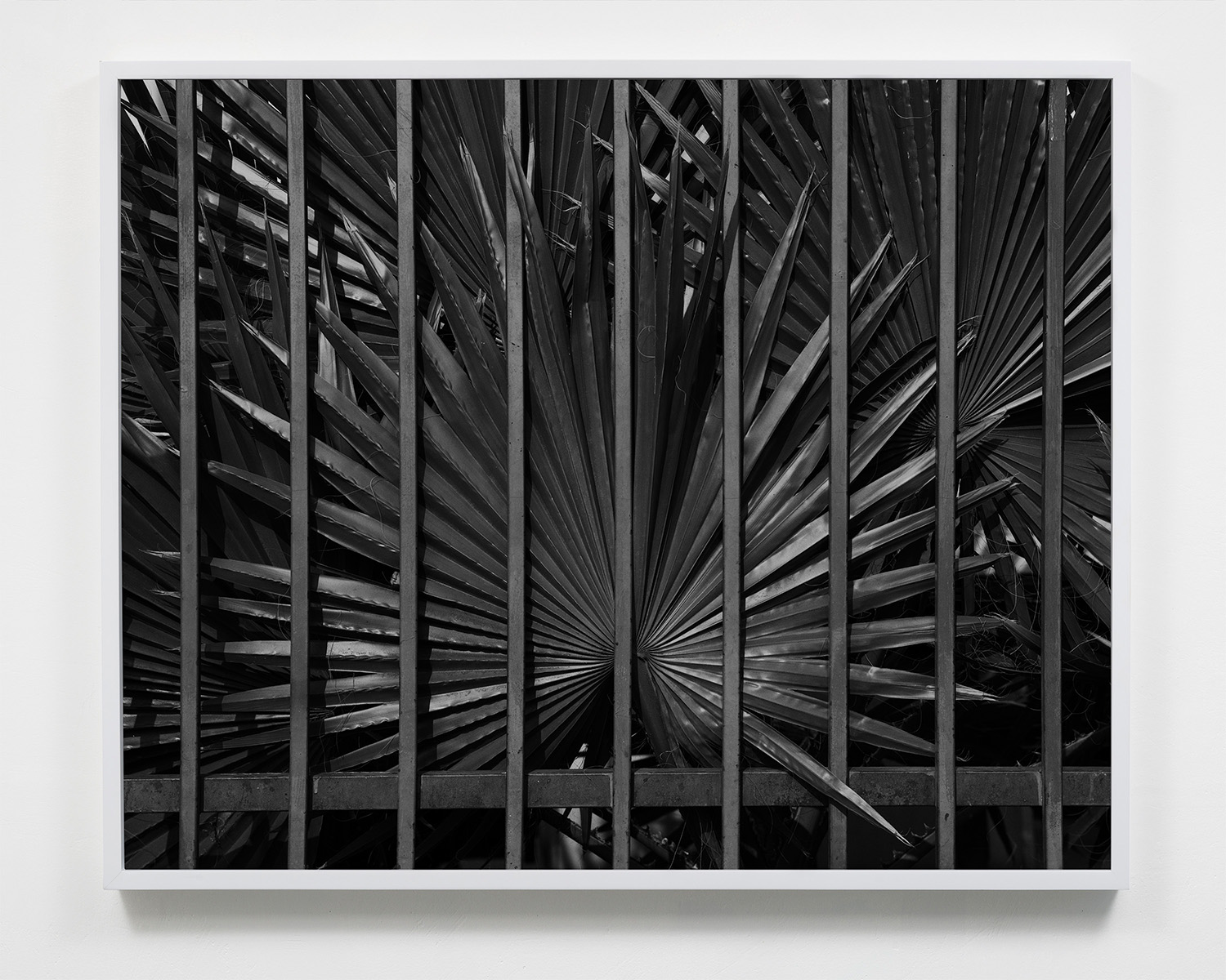 Untitled, 16 x 20, Gelatin silver print, 2019