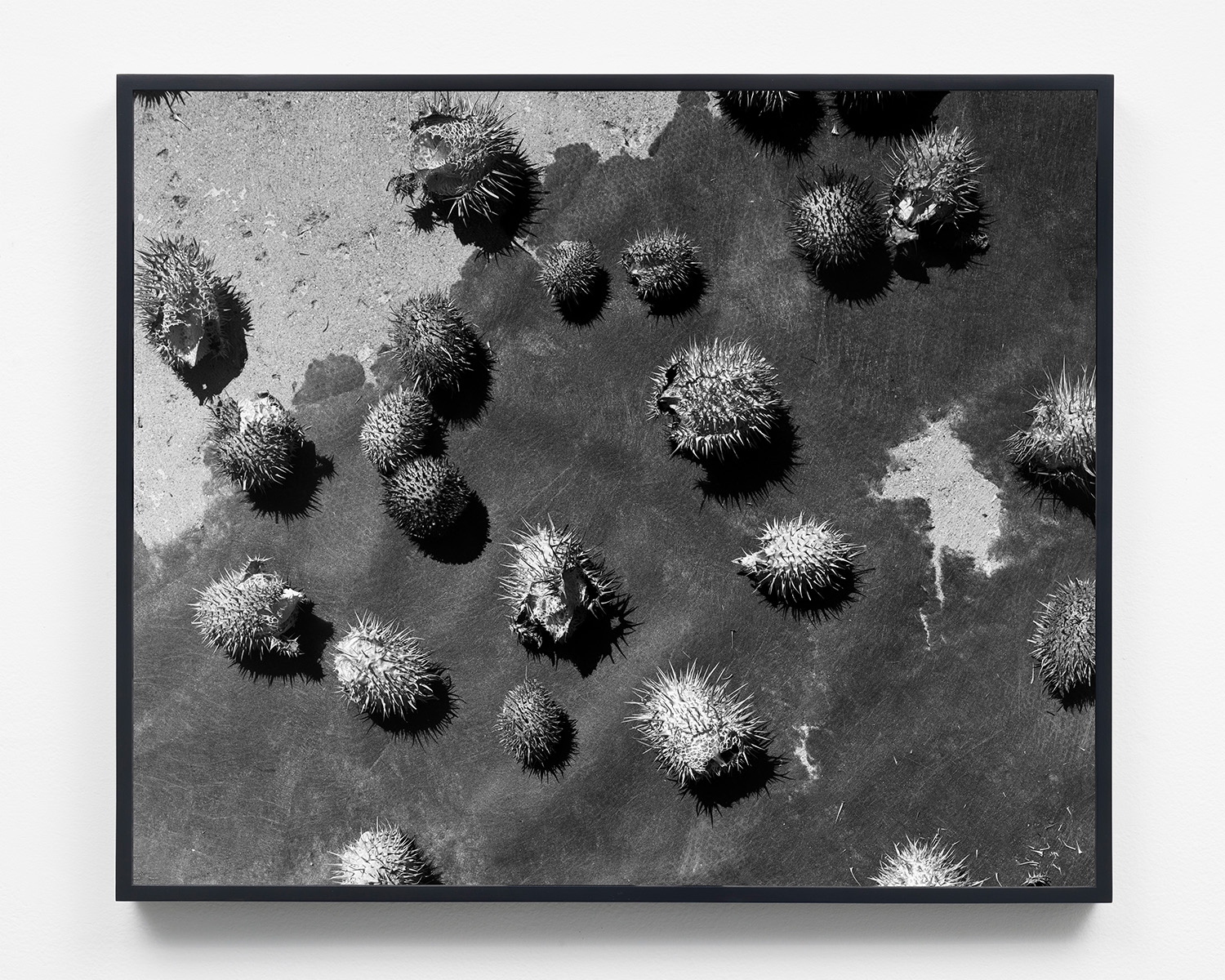 Seeds, 19 1/8 x 23 3/8, Gelatin silver print, 2018.