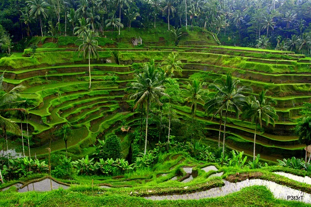 Bali Yoga and Pilates Vacation