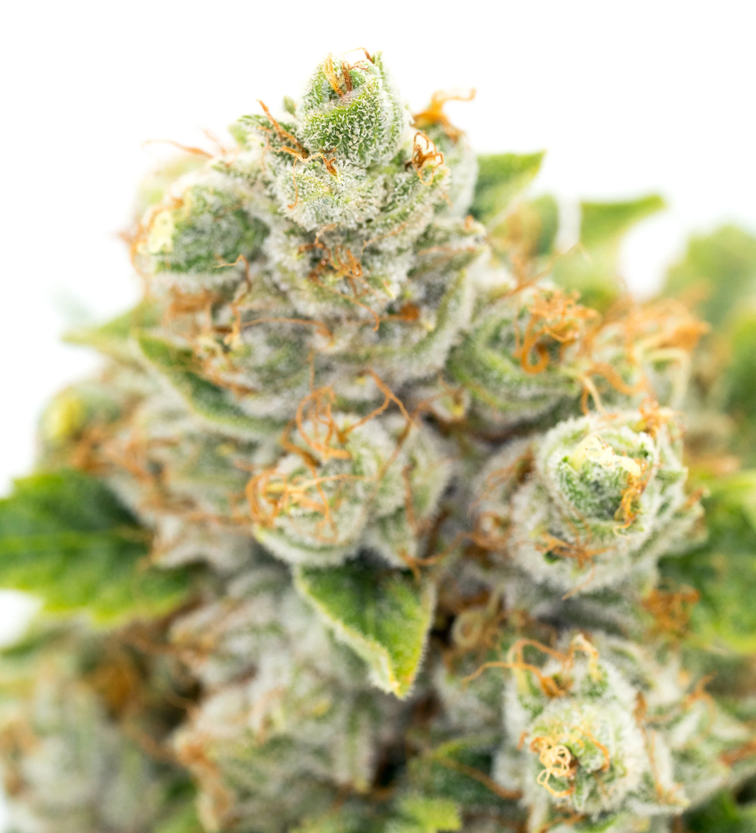 Frisco OG (4 of 1).jpg