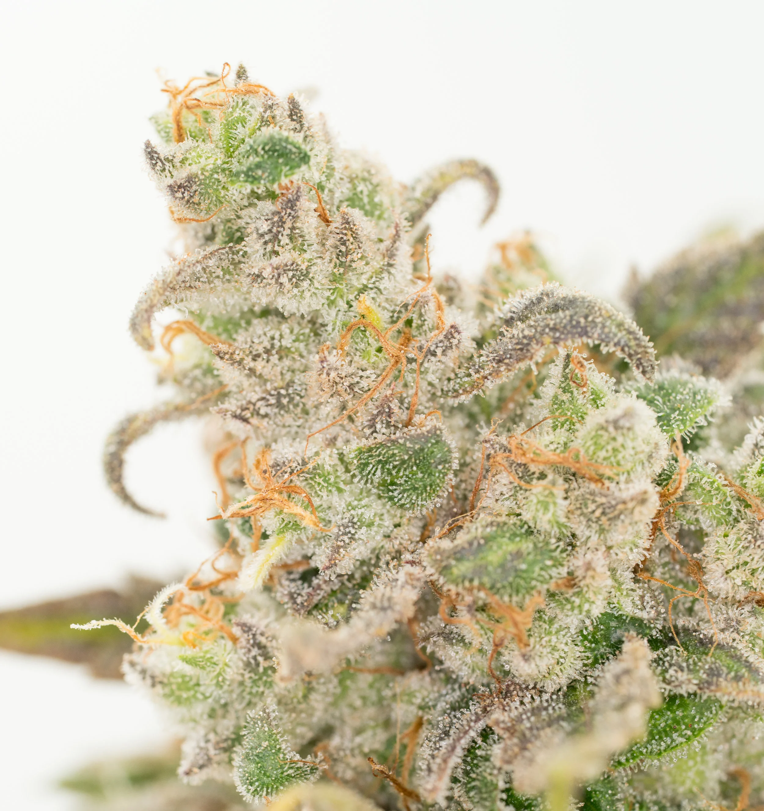 Gorilla Glue (1 of 1).jpg