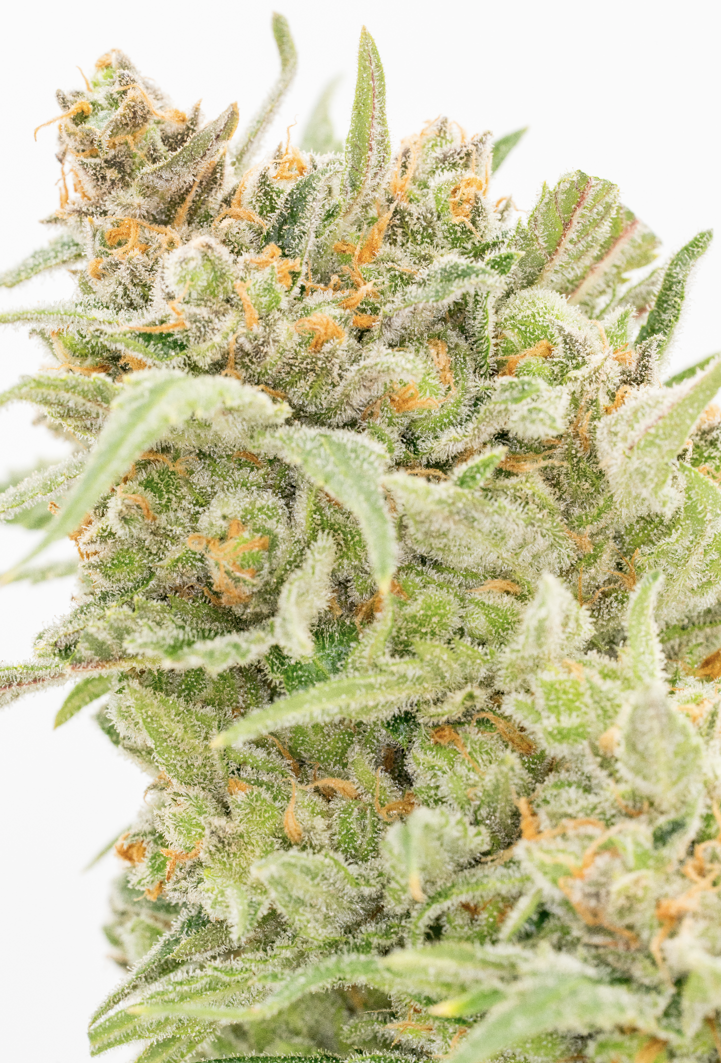 Screen Shot 2017-08-21 at 5.36.41 PM.png