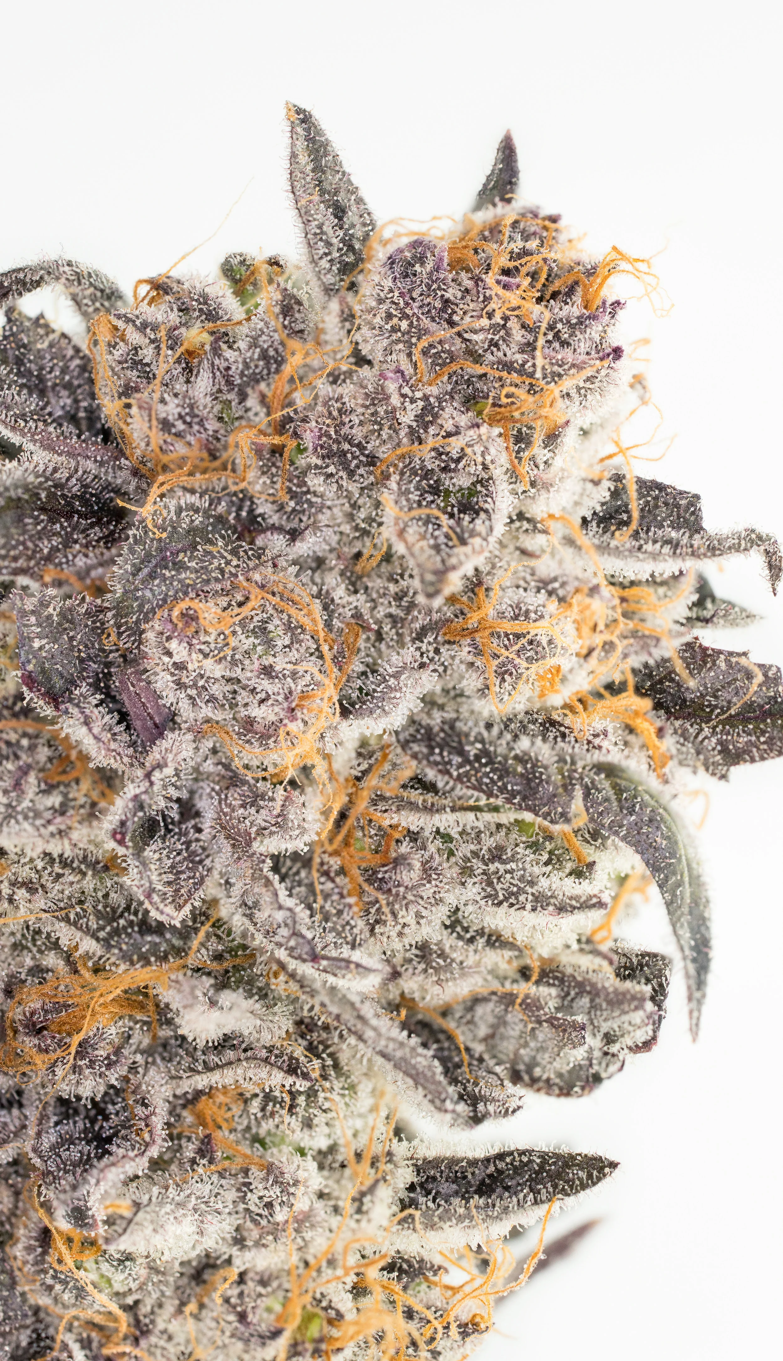 Merry Berry Kush (1 of 1).jpg