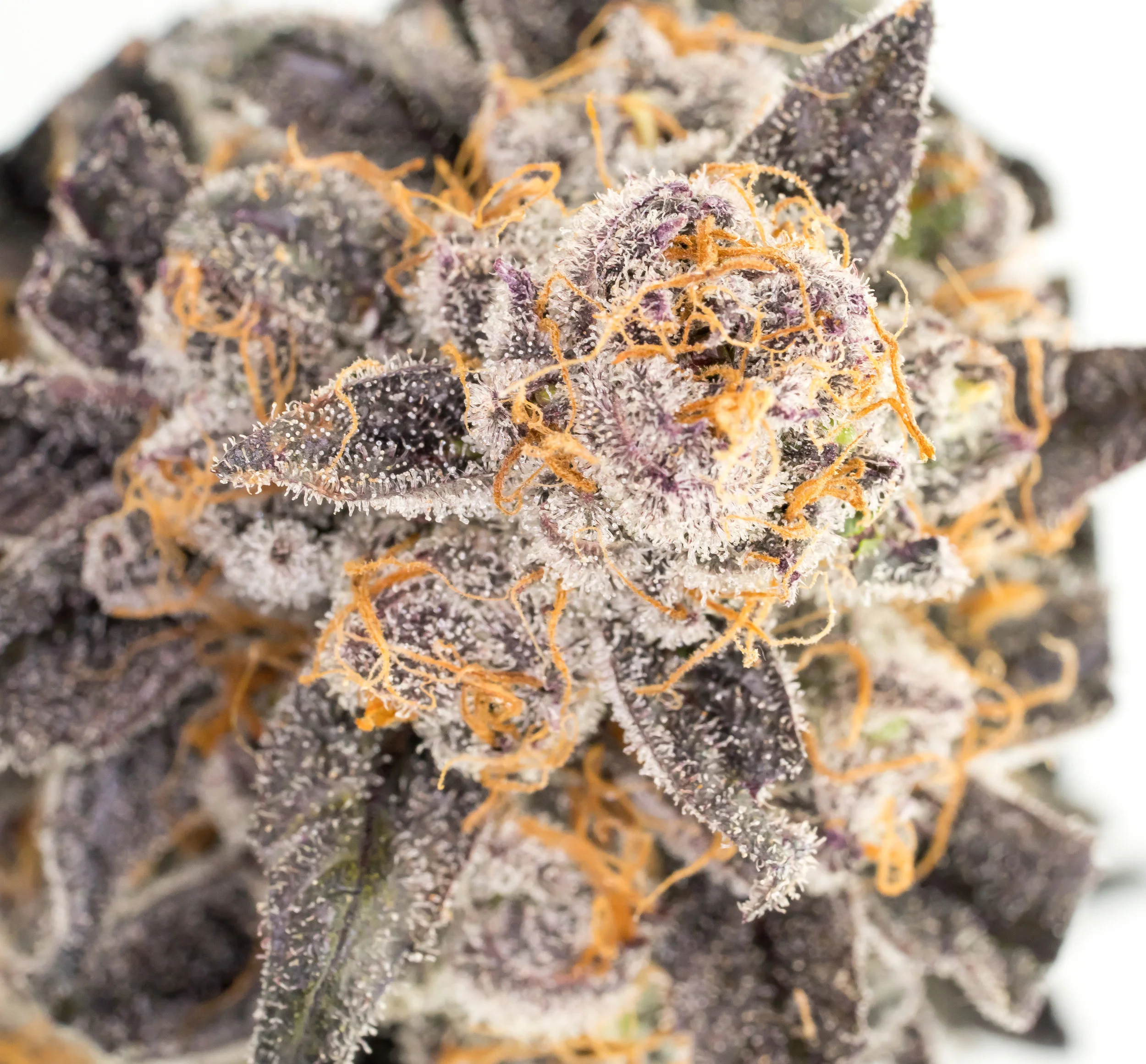 Merry Berry Kush (3 of 1).jpg