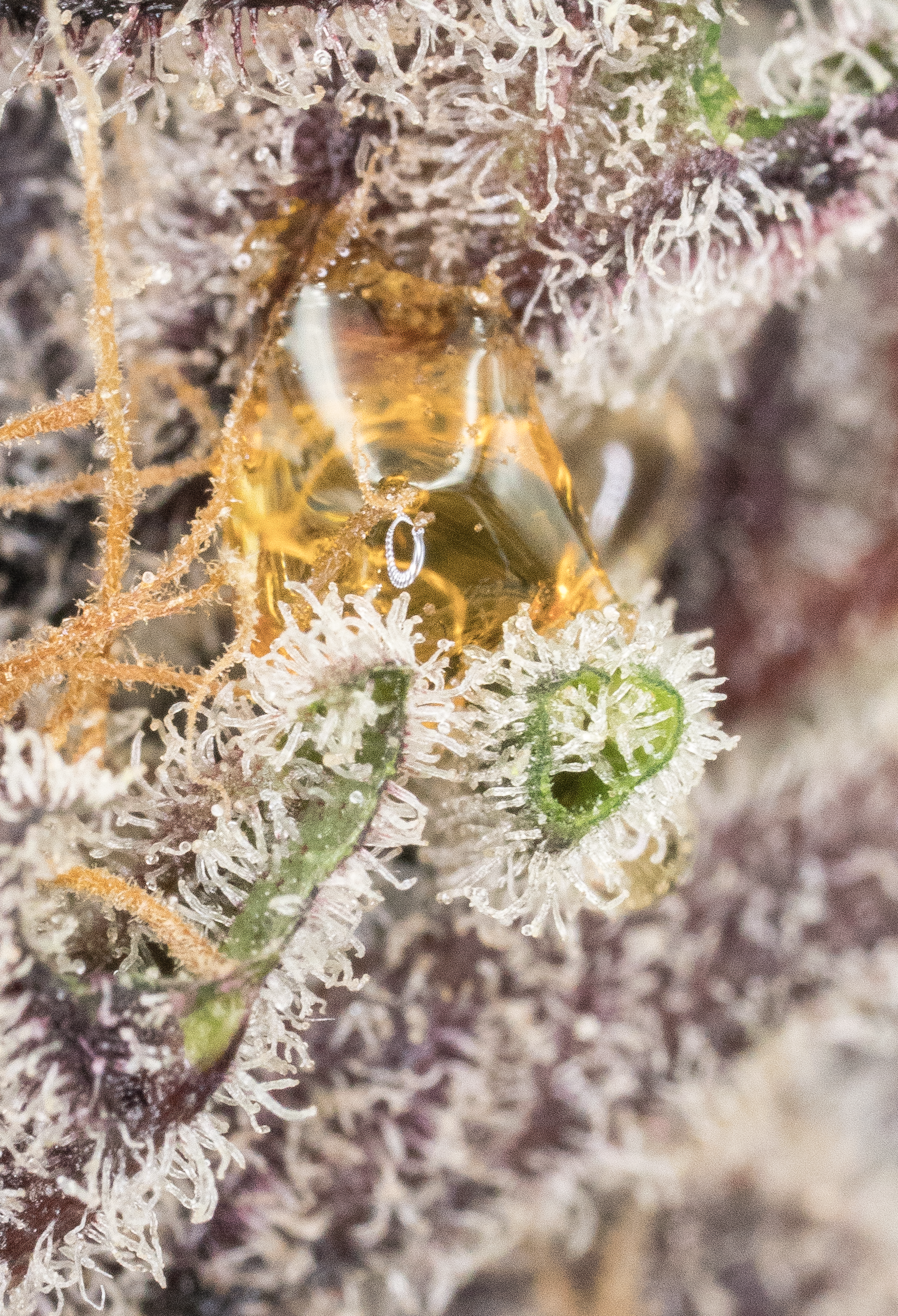 Marionberry Kush zoomer3.png