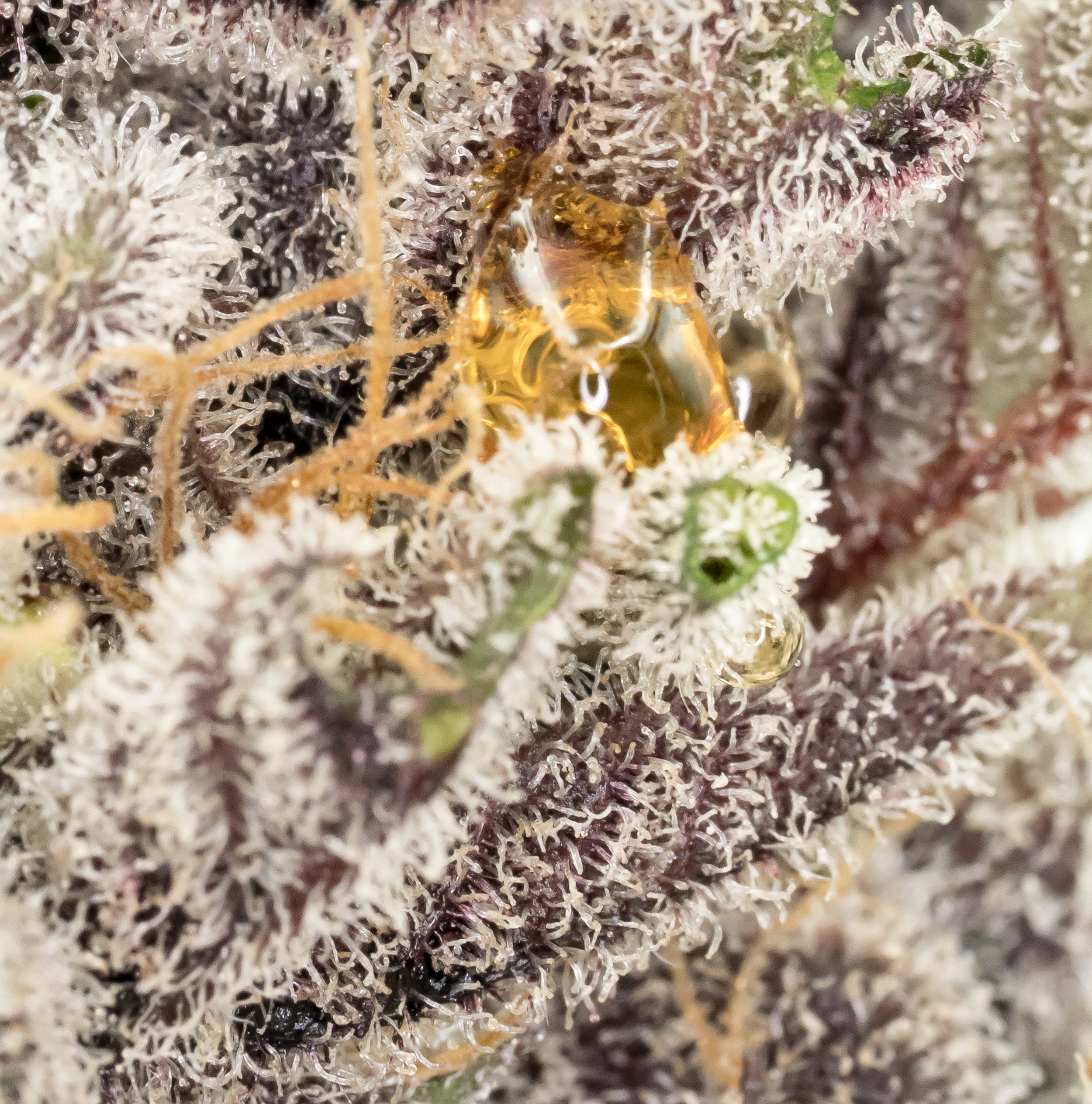 Marionberry Kush zoomer1.png