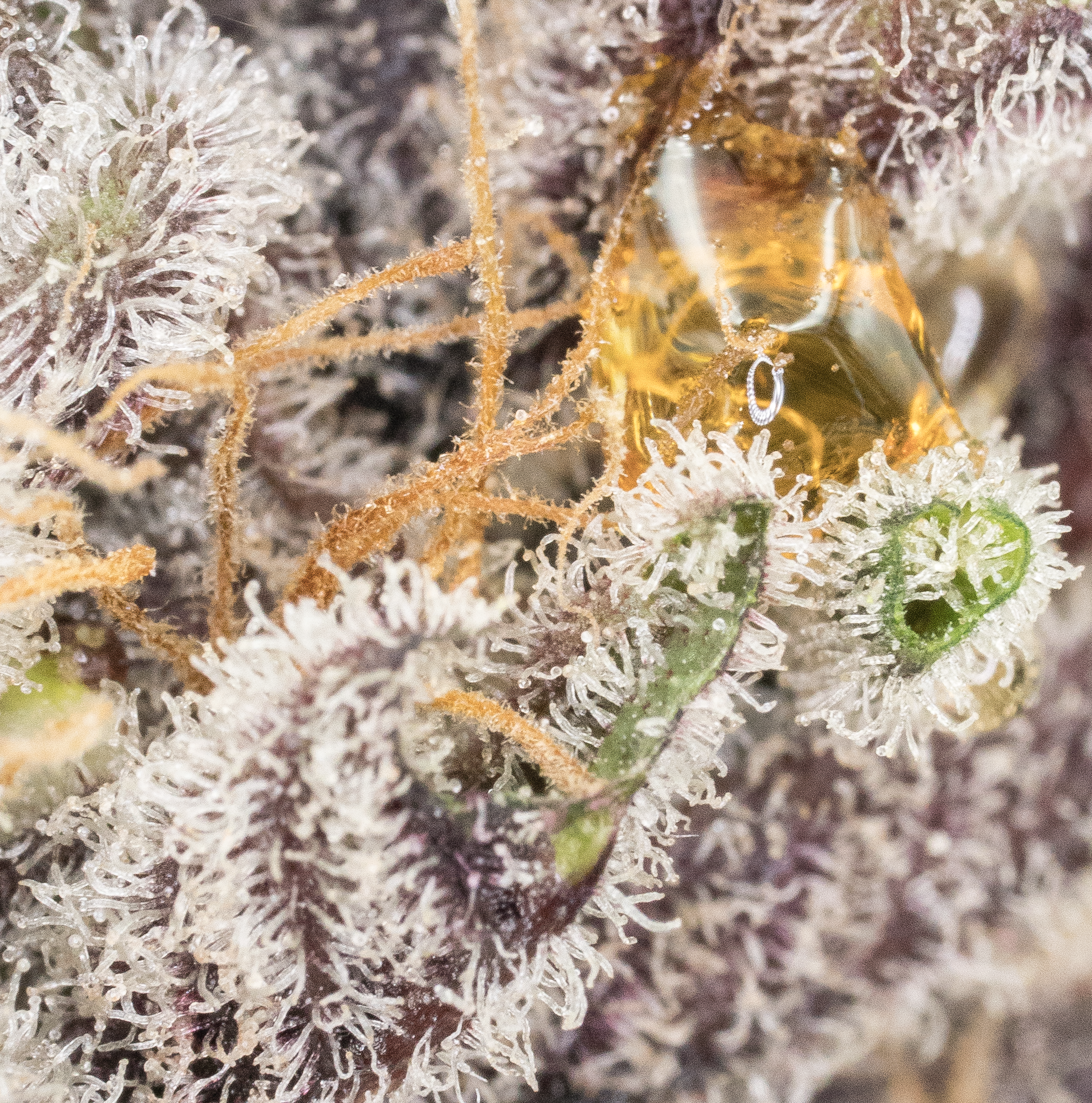Marionberry Kush zoomer2.png